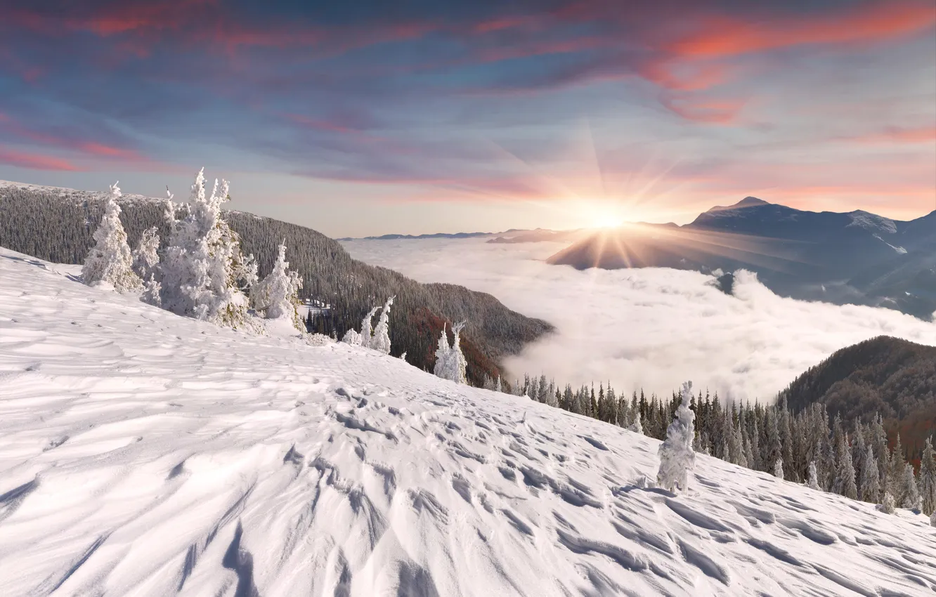 Photo wallpaper winter, forest, the sky, clouds, snow, trees, landscape, sunset