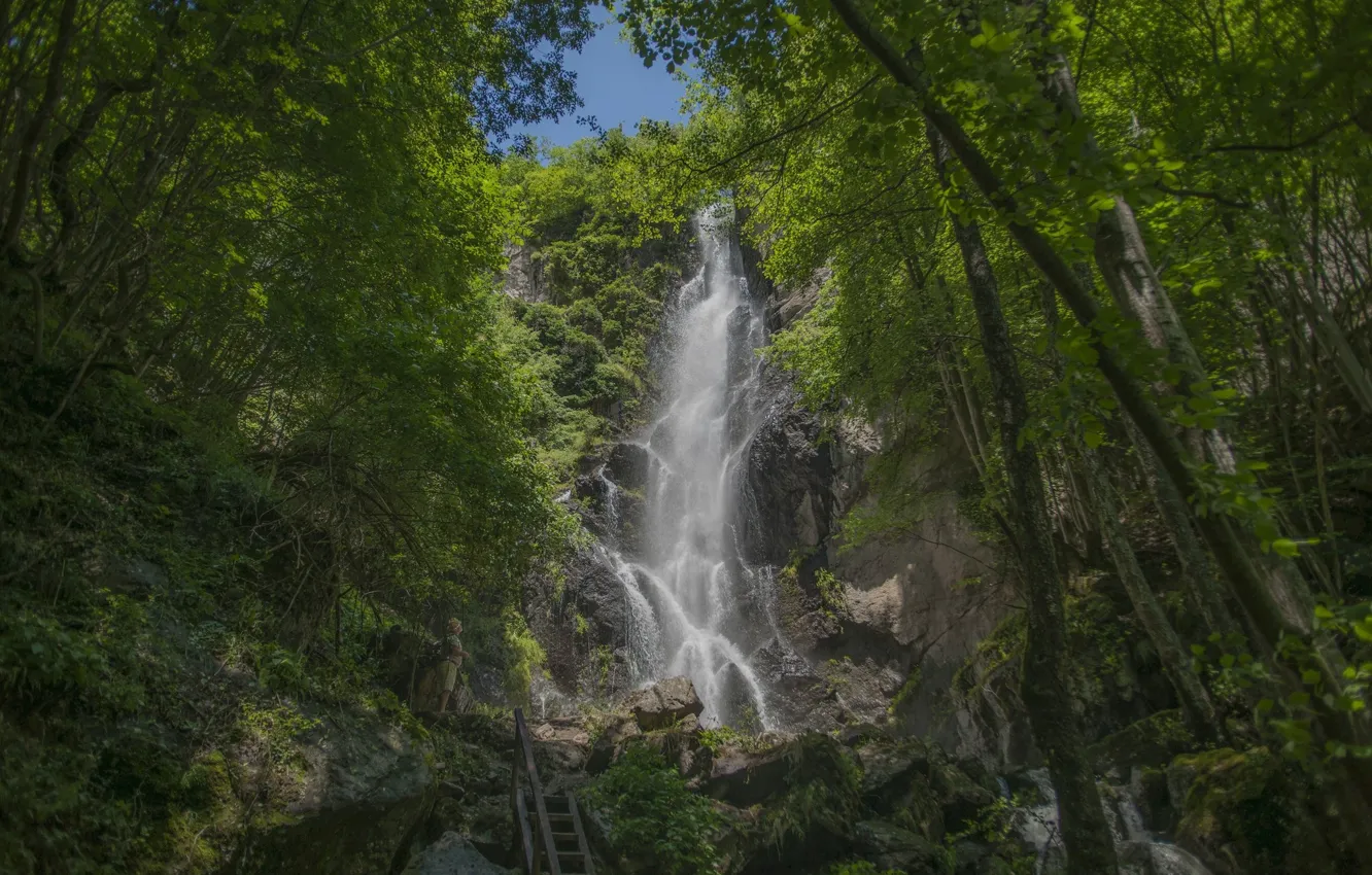 Photo wallpaper greens, forest, nature, waterfall