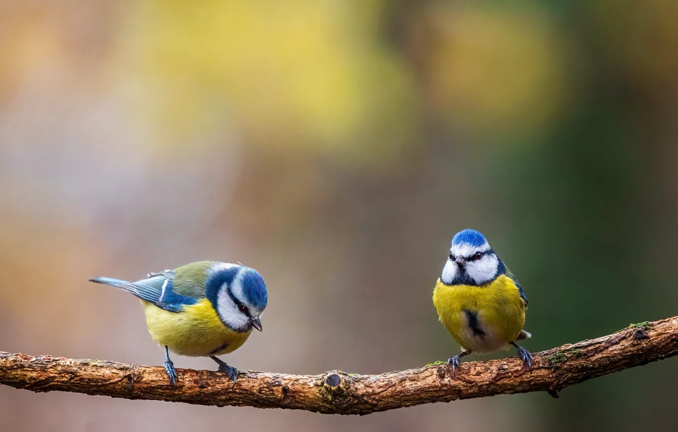 Photo wallpaper branches, background, bird, two, a couple, bokeh, tit