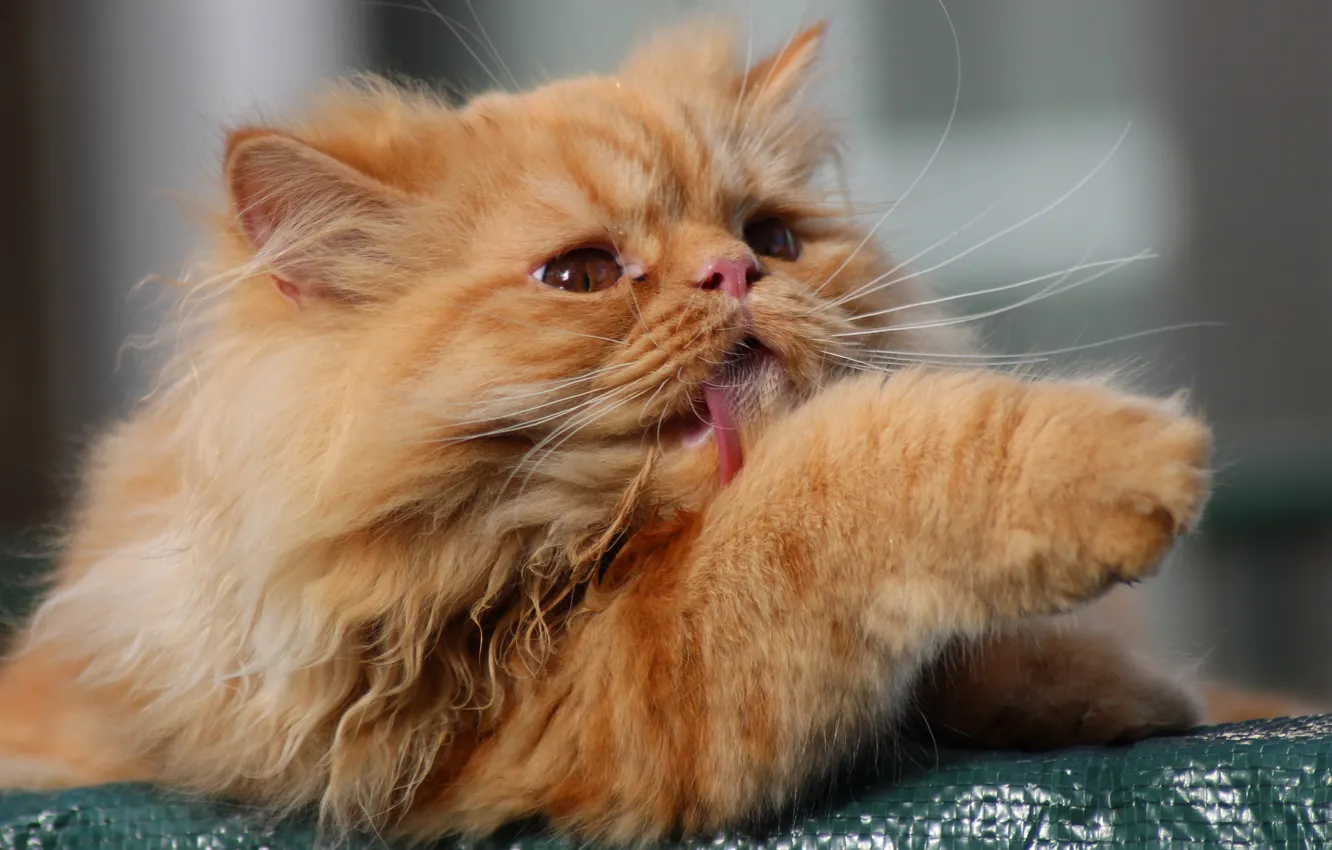 Photo wallpaper legs, fluffy, Kote, red cat, cat, Licker