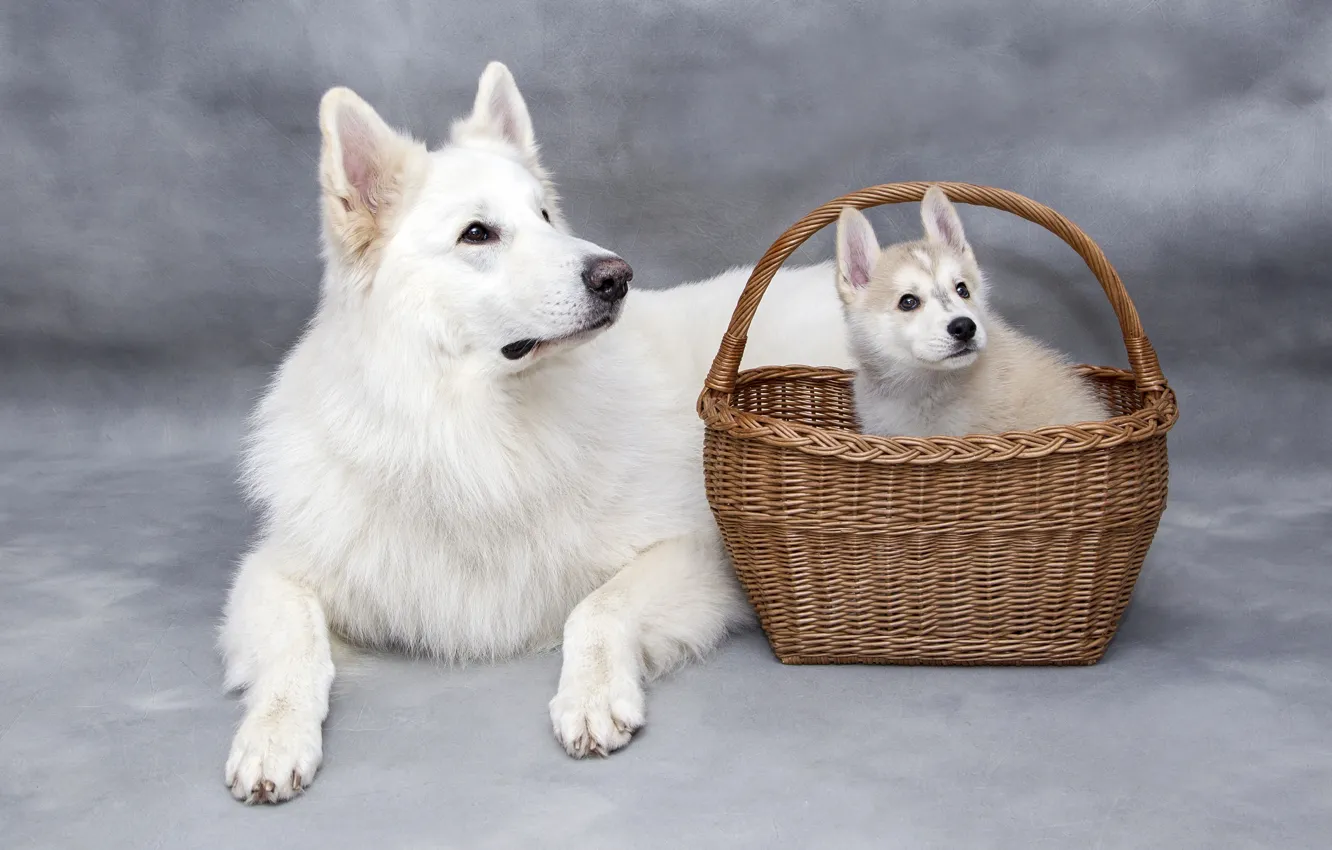 Photo wallpaper dogs, dog, baby, pair, puppy, lies, white, white