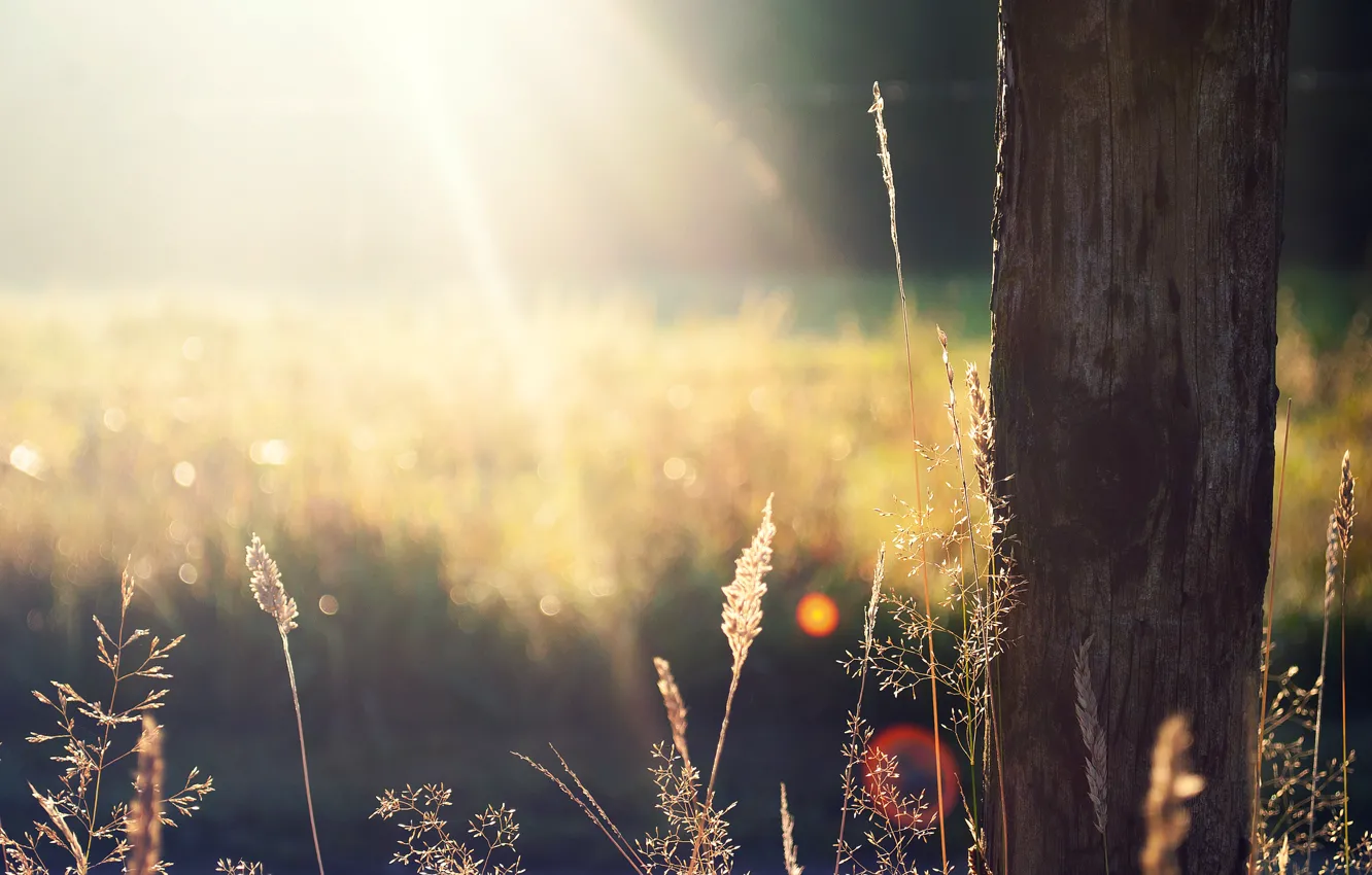 Photo wallpaper field, grass, the sun, tree, spikelets, trunk, the sun's rays, dry