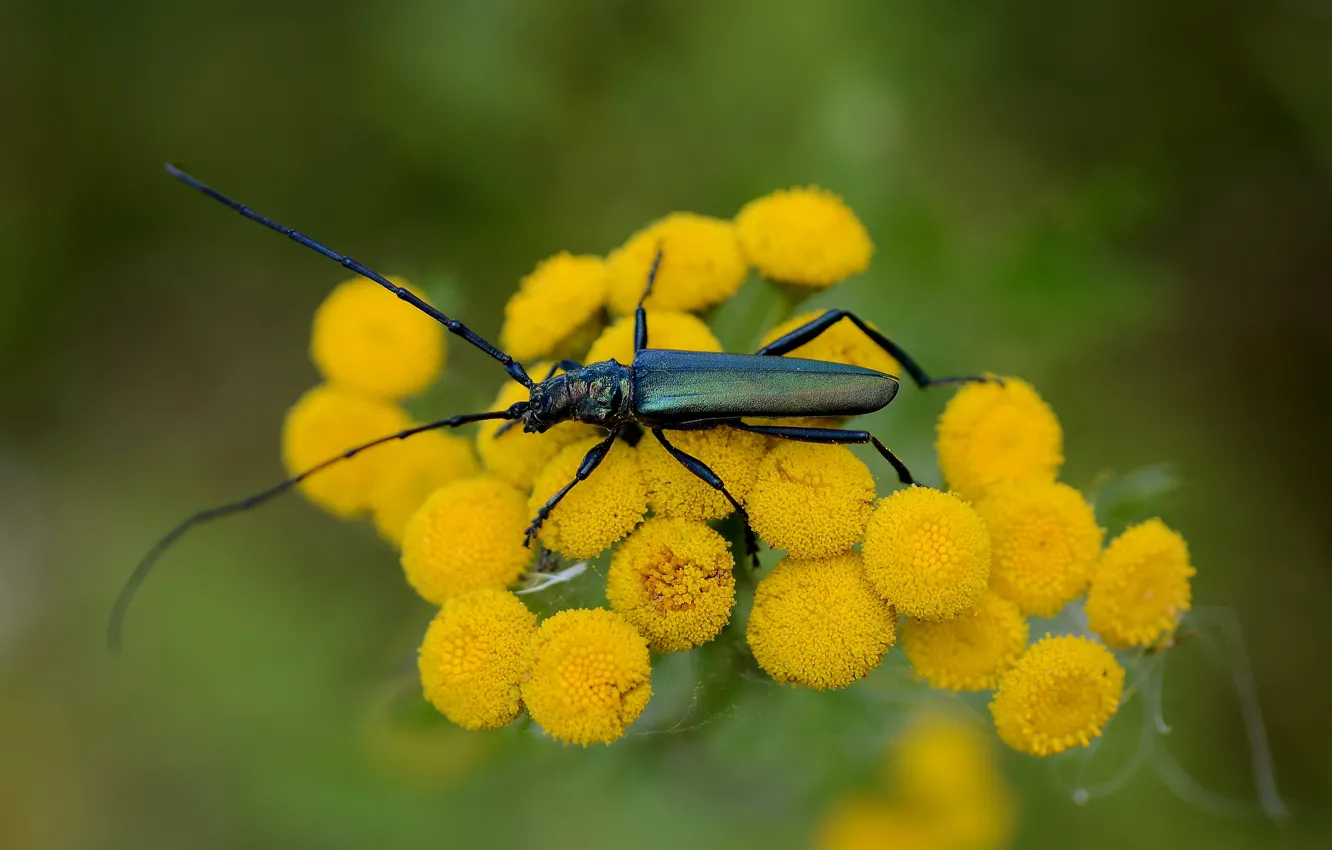 Photo wallpaper summer, flowers, beetle