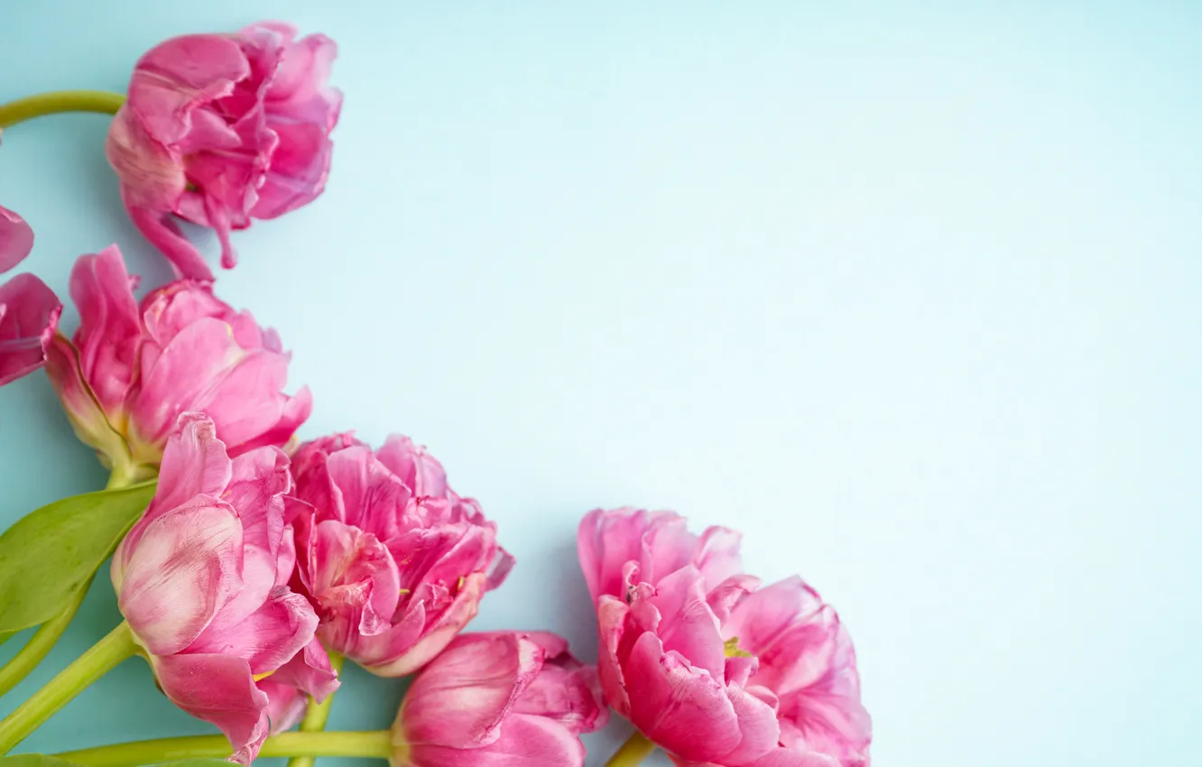 Photo wallpaper flowers, bouquet, tulips, pink, pink, flowers, beautiful, tulips