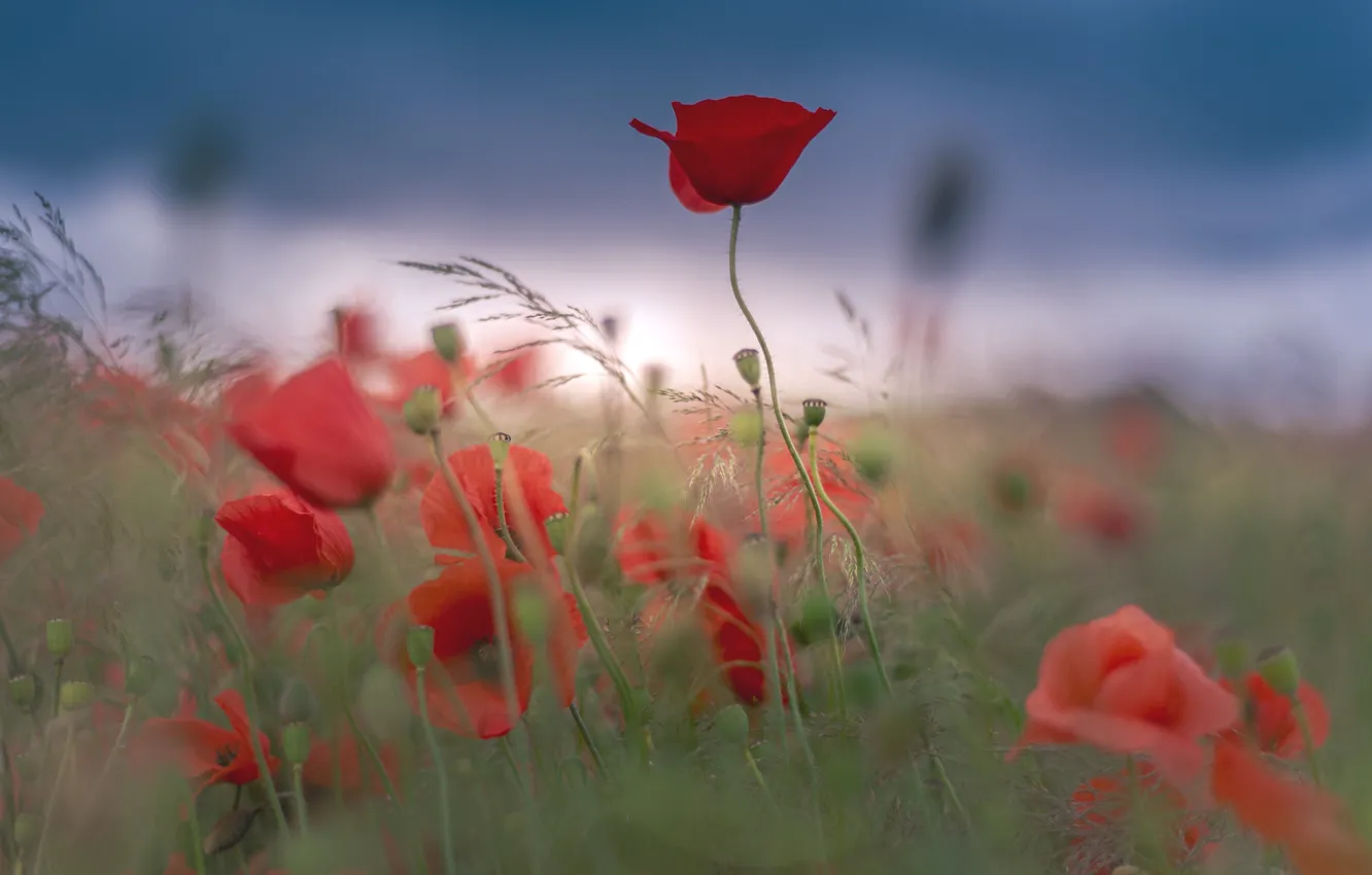 Photo wallpaper the sky, flowers, red, Maki, blur, spikelets, bokeh, blade of grass