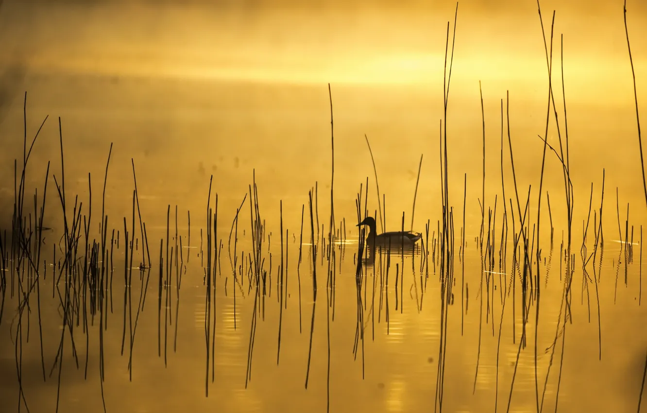 Photo wallpaper fog, lake, morning, duck