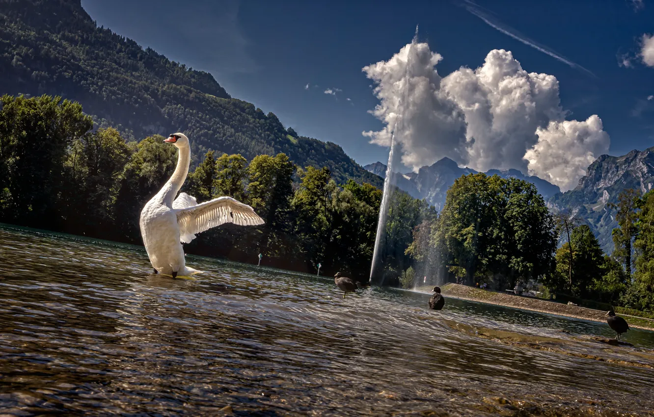Photo wallpaper landscape, nature, lake, bird, duck, Switzerland, swans, Valenze