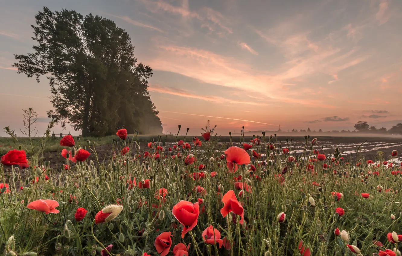 Photo wallpaper field, sunset, Maki