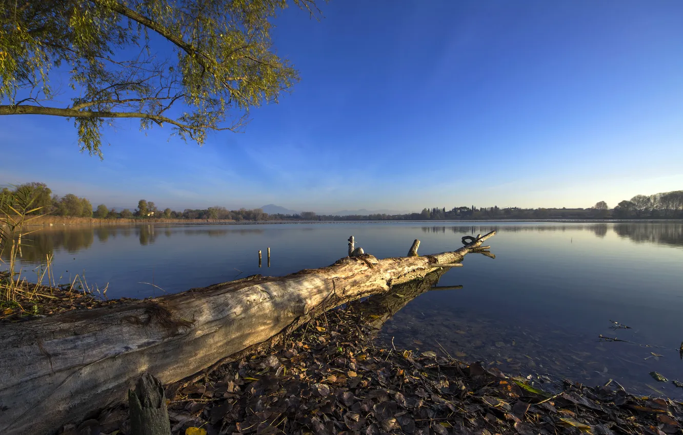Photo wallpaper the sky, trees, lake, shore, Italy, snag, Veneto, Peschiera del Garda