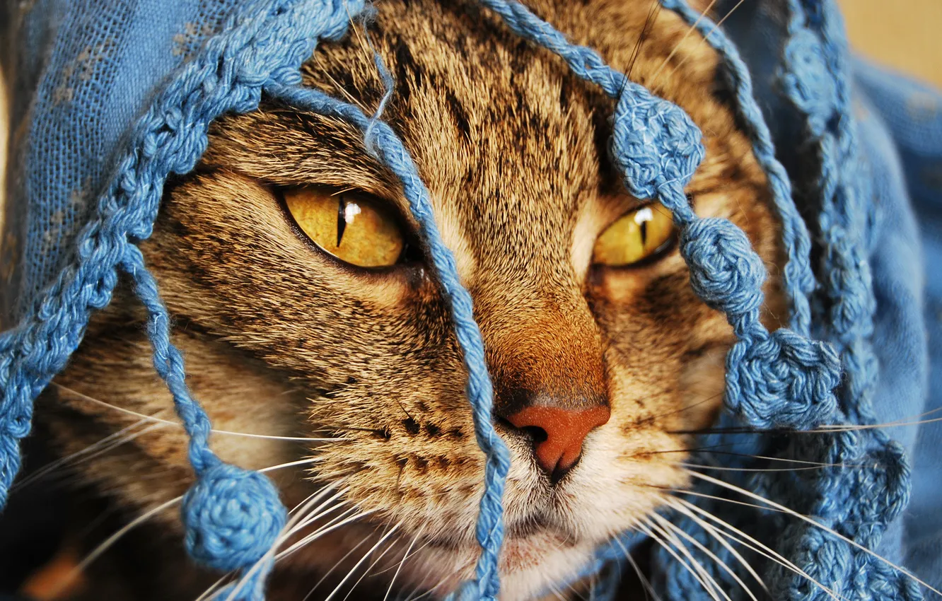 Photo wallpaper eyes, nose, Cape, beautiful Kote