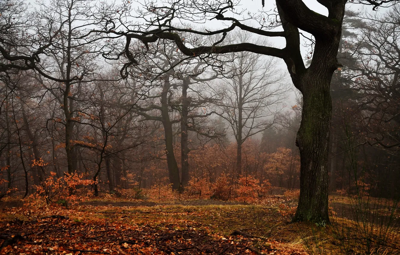 Photo wallpaper autumn, trees, fog, foliage, trees, autumn, fog, foliage
