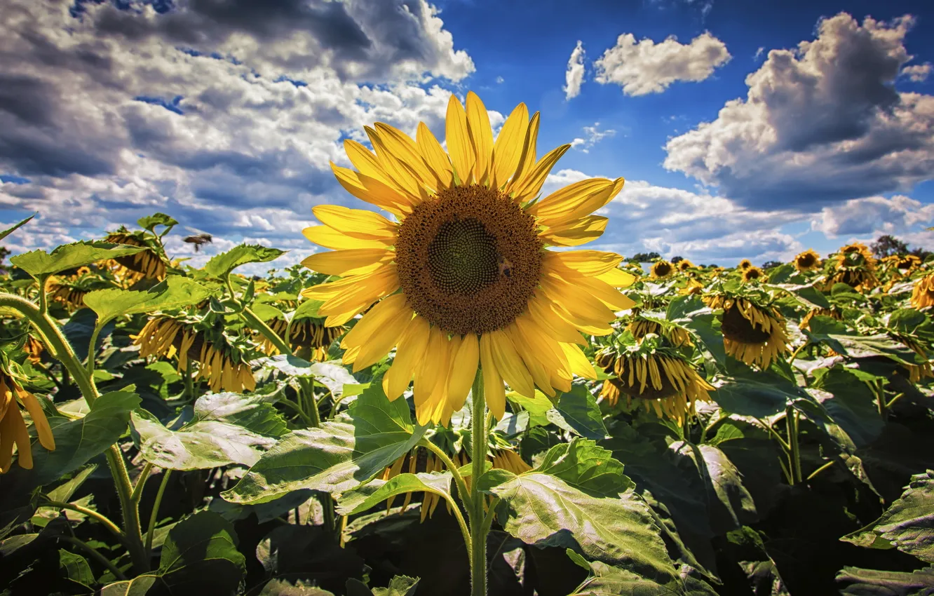 Photo wallpaper summer, sunflowers, nature