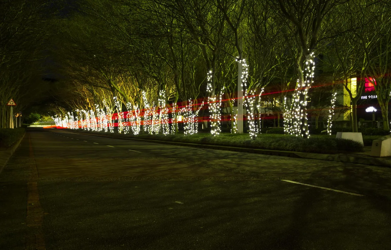 Photo wallpaper trees, lights, holiday, trail, alley, photographer, fairy lights, Ruan Bezuidenhout