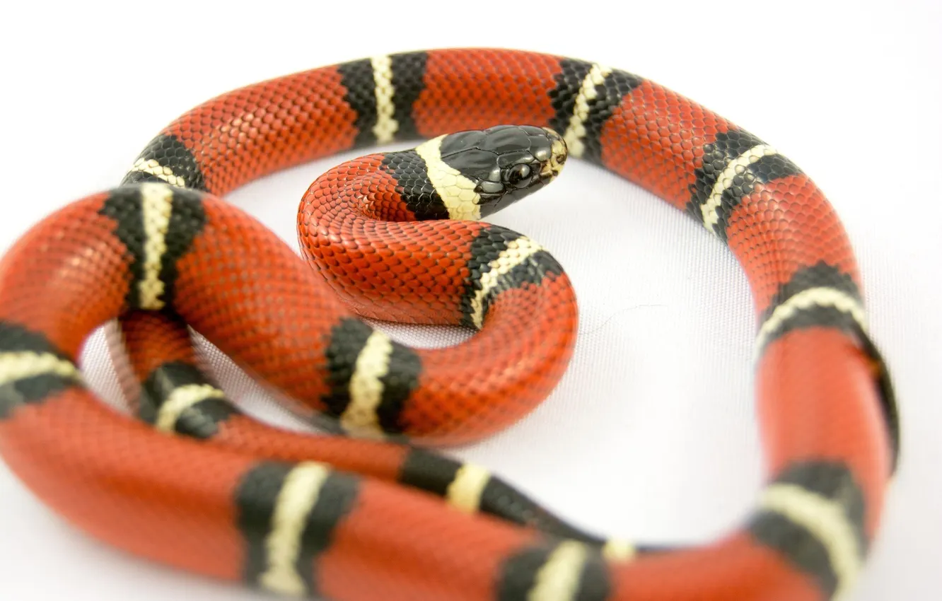 Photo wallpaper macro, bright, light background, snake, milk snake