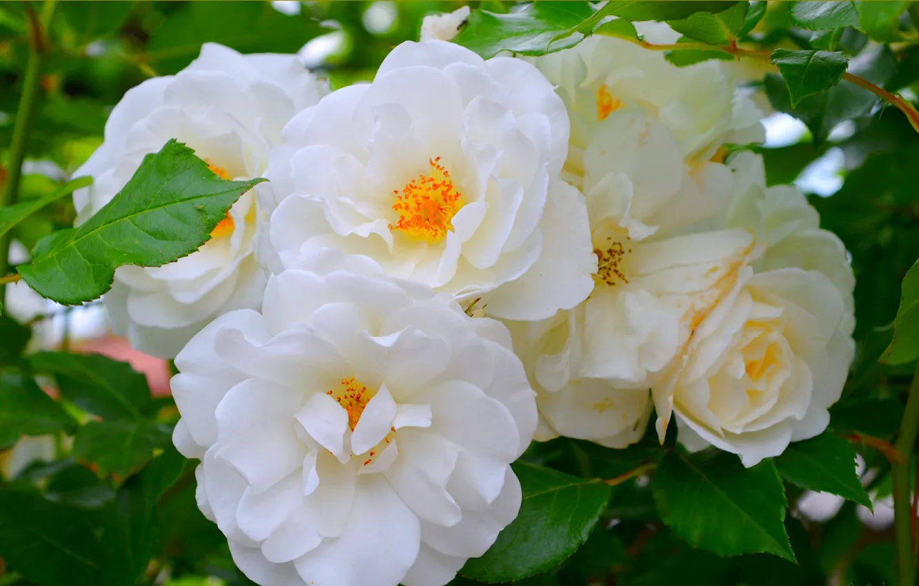 Photo wallpaper tea rose, white roses, White roses