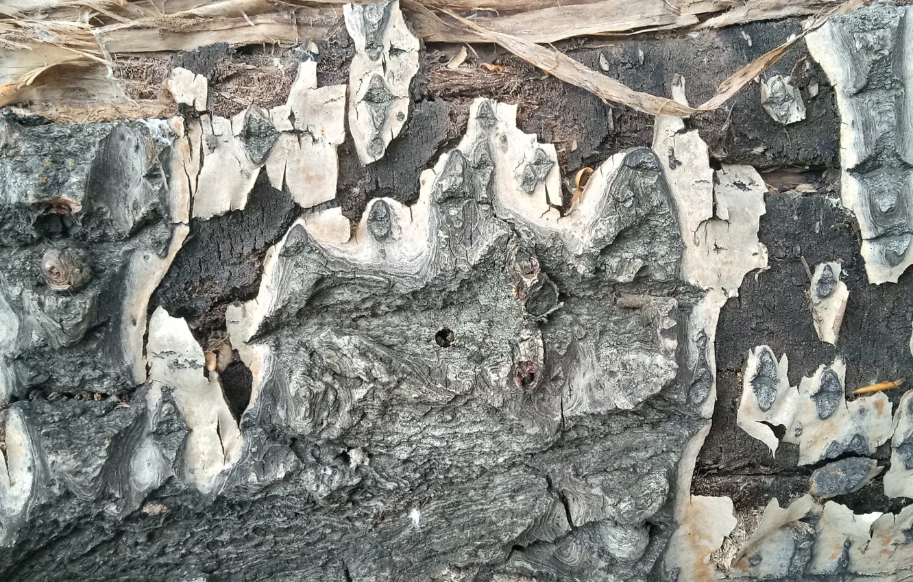 Photo wallpaper tree bark, tree, wooden decoration