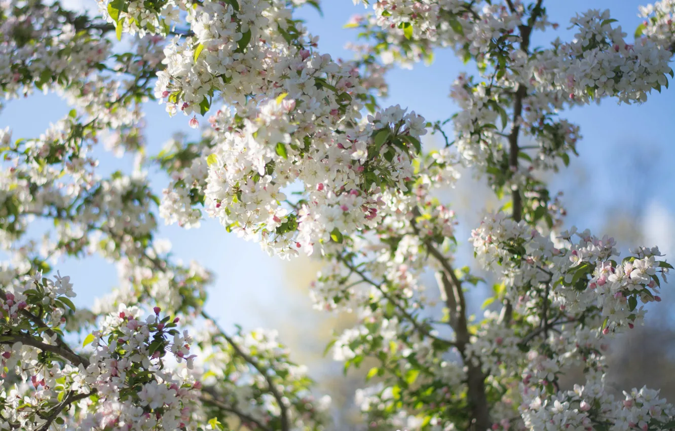 Photo wallpaper flowering, trees, flowers, spring, branches