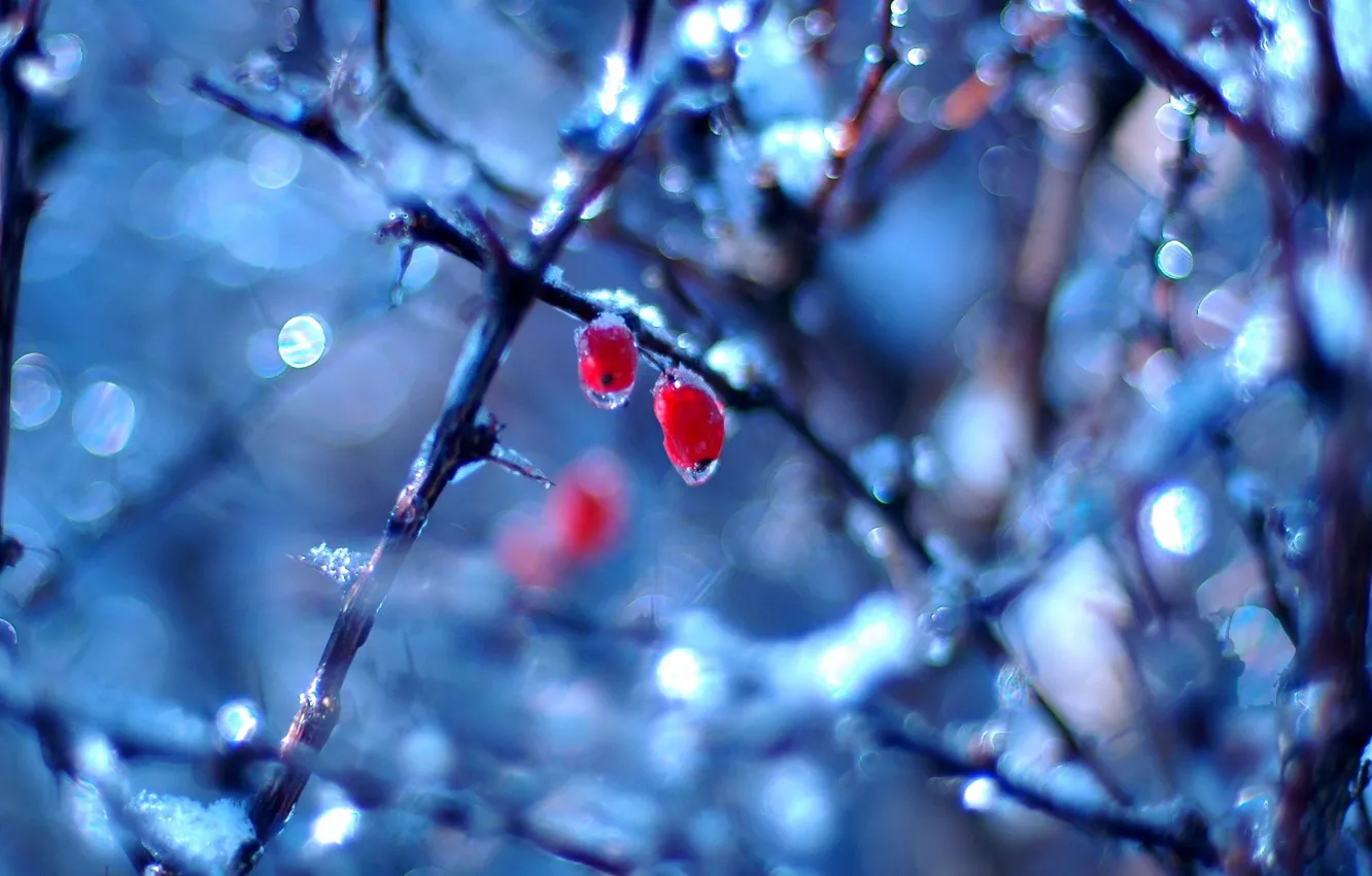 Photo wallpaper drops, branches, berries