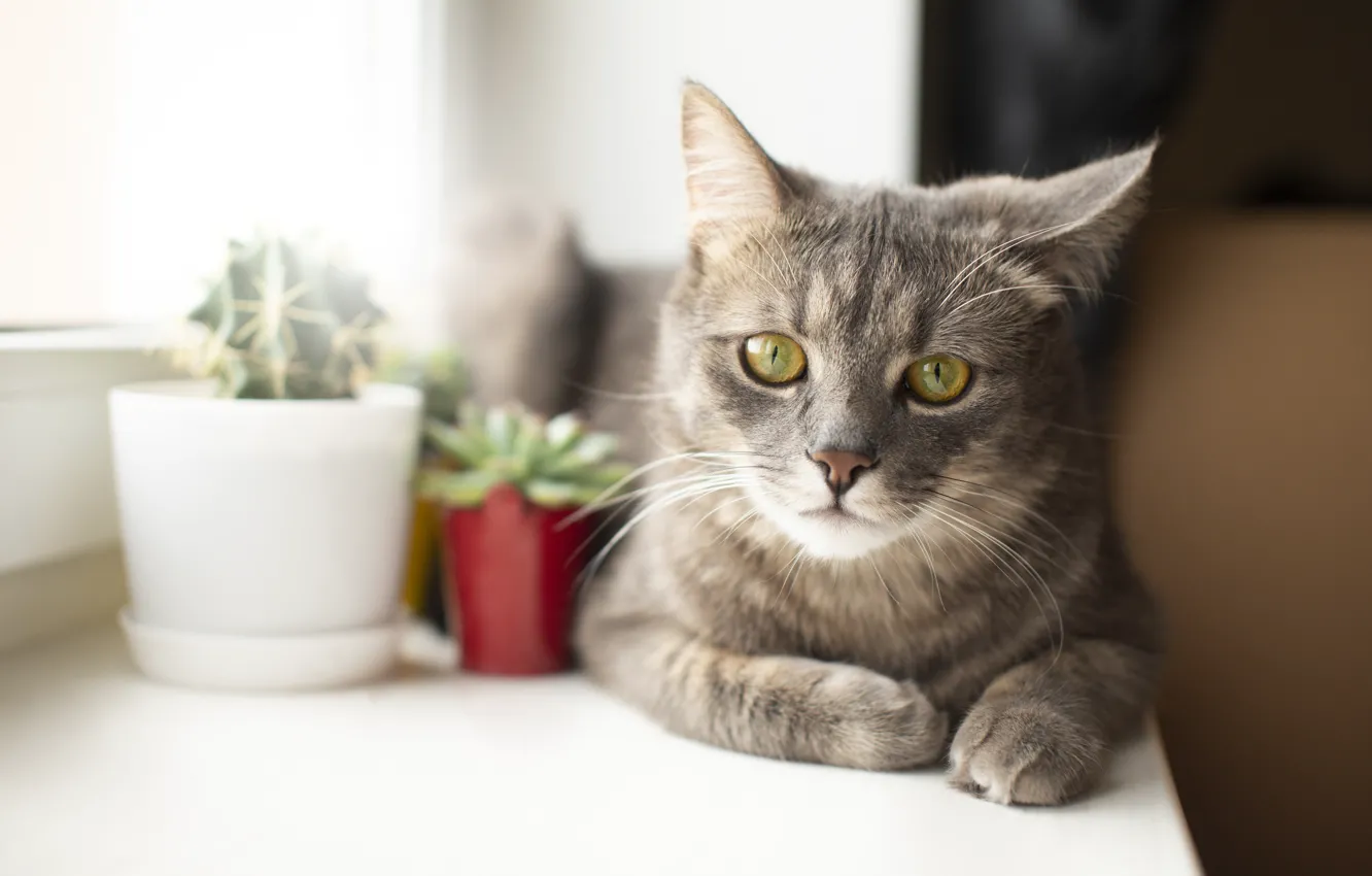 Photo wallpaper cat, cat, look, light, pose, grey, portrait, cactus