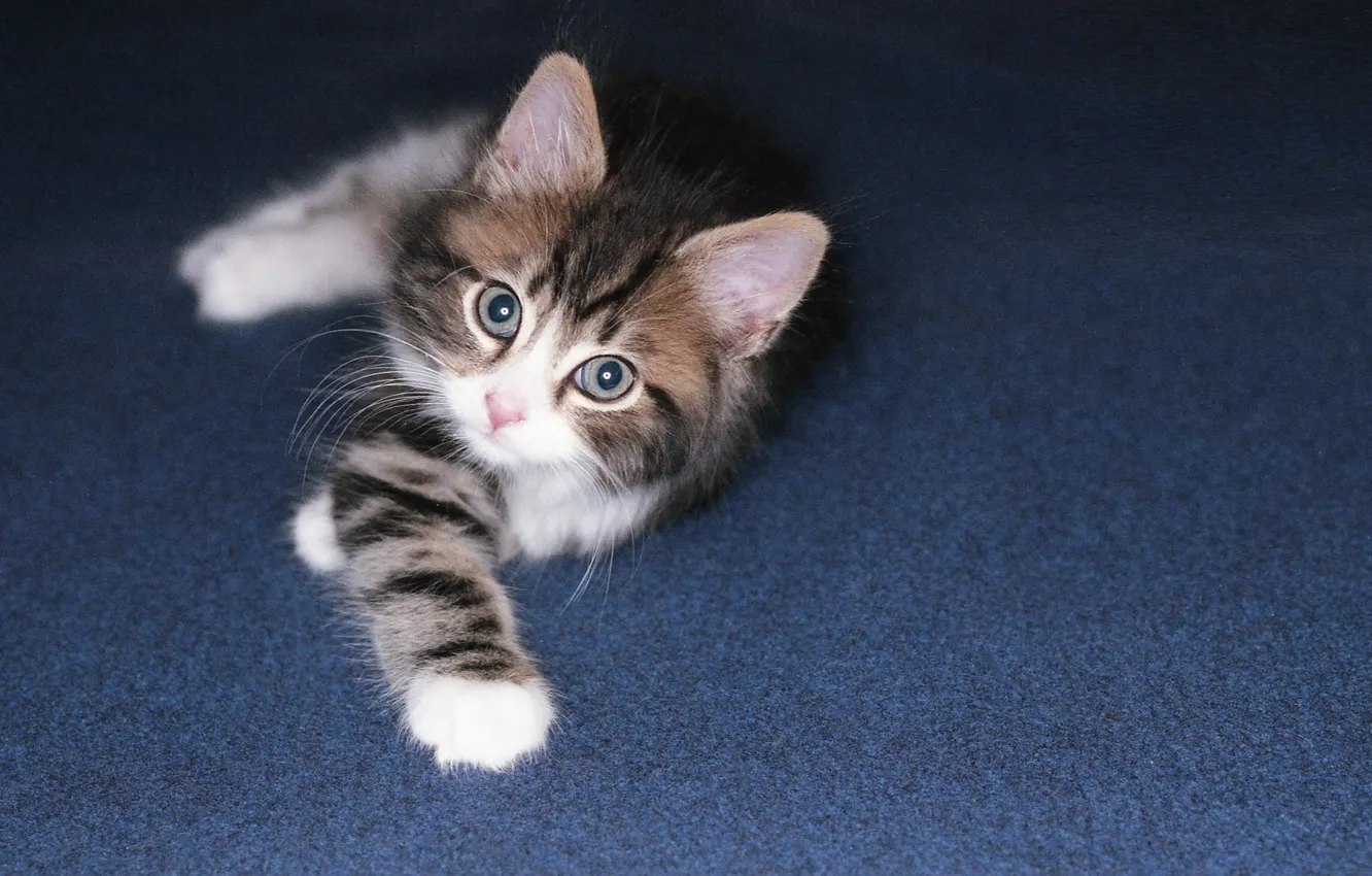 Photo wallpaper eyes, look, background, kitty