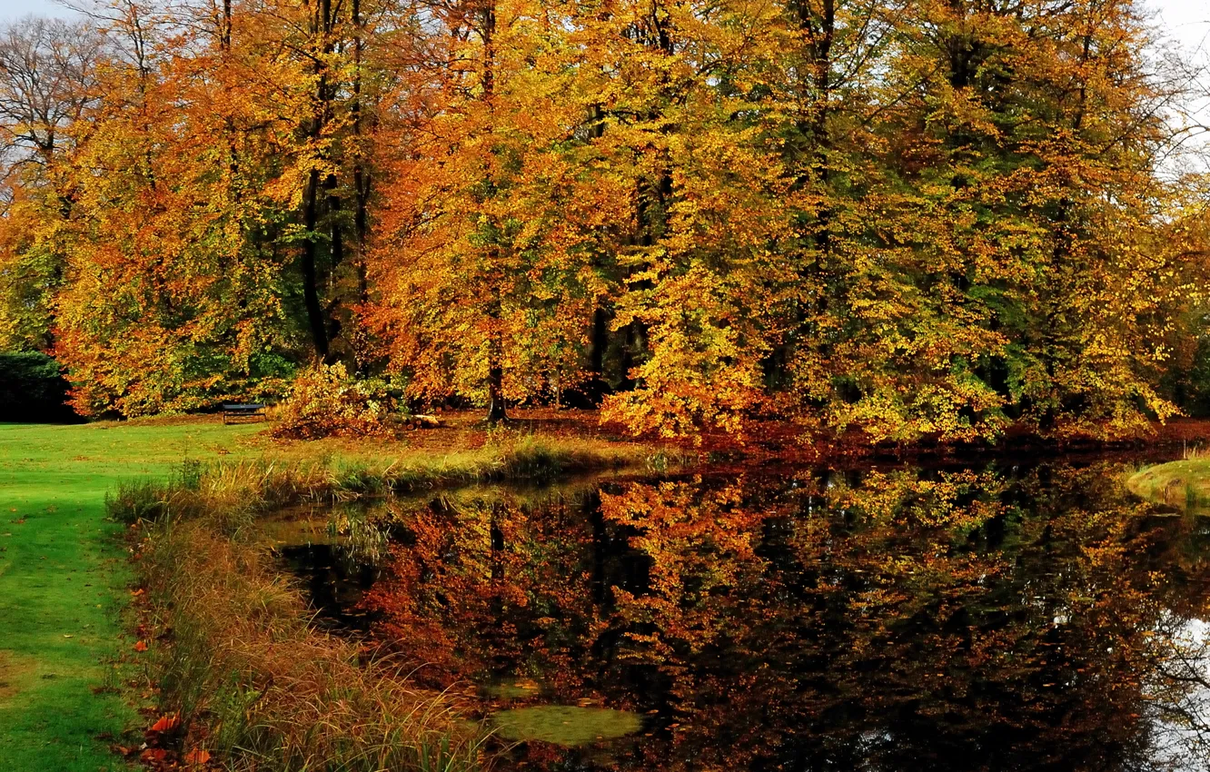 Photo wallpaper autumn, forest, reflection, trees, nature, pond, forest, Landscape