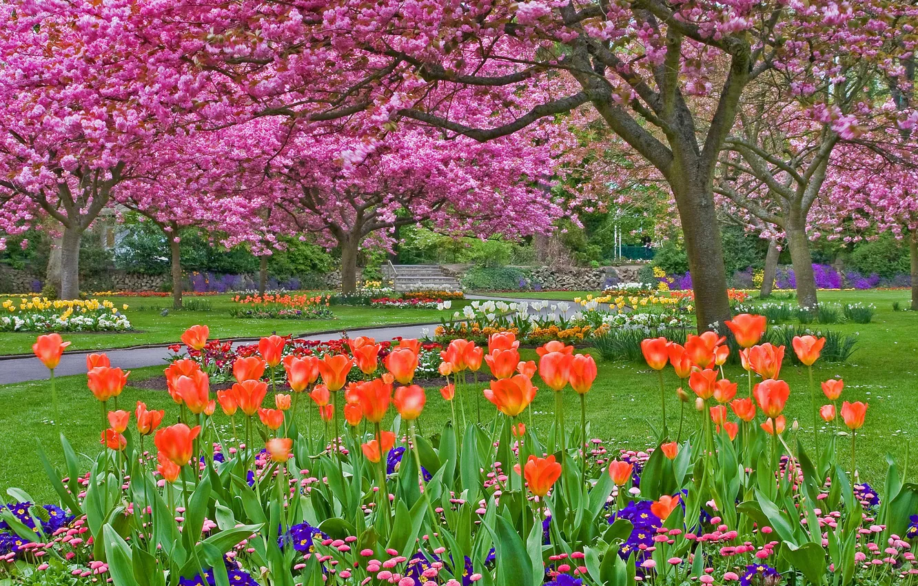 Photo wallpaper grass, trees, flowers, Park, track