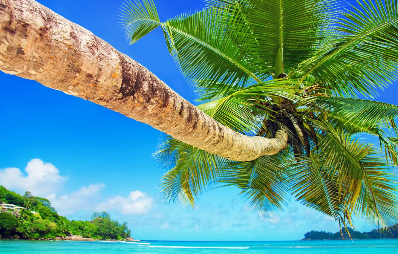 Photo wallpaper sea, beach, landscape, tropics, palm trees, blue water