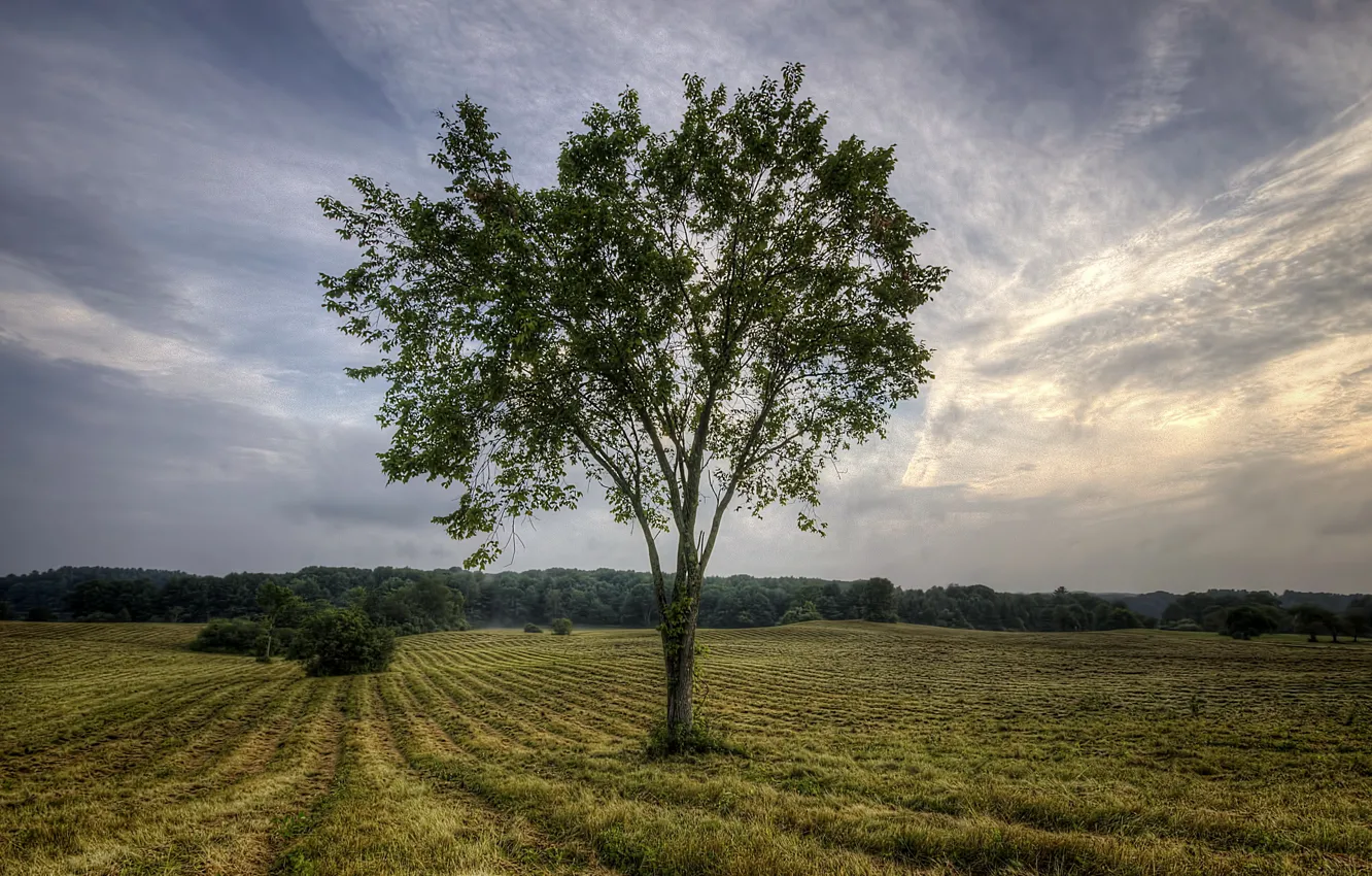 Photo wallpaper field, trees, landscape