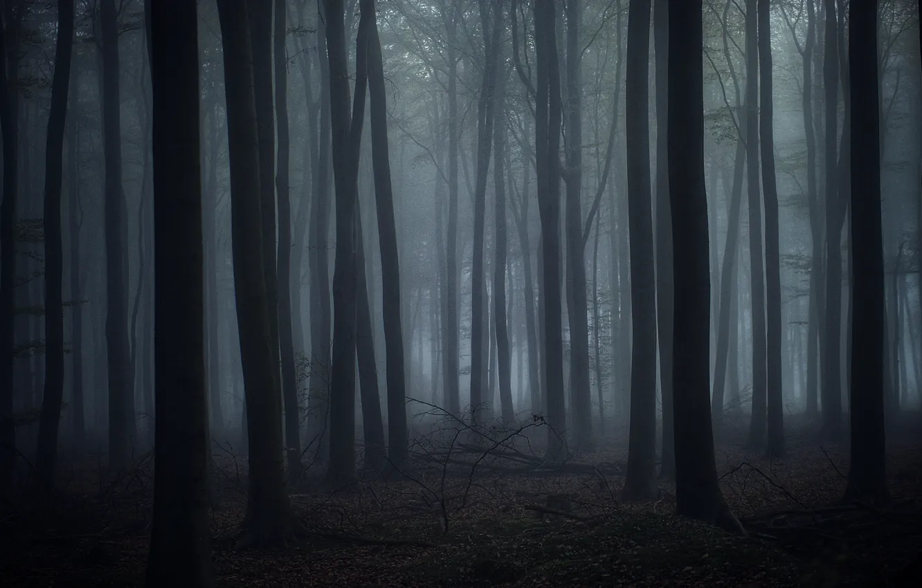 Photo wallpaper forest, trees, nature, fog, twilight, Karl Irle