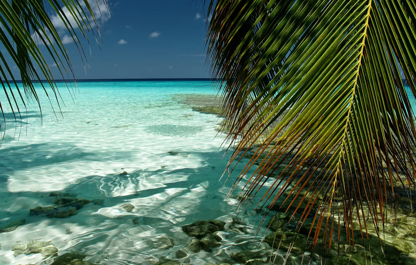 Photo wallpaper sea, the sky, water, transparency, nature, palm trees, foliage, the Maldives
