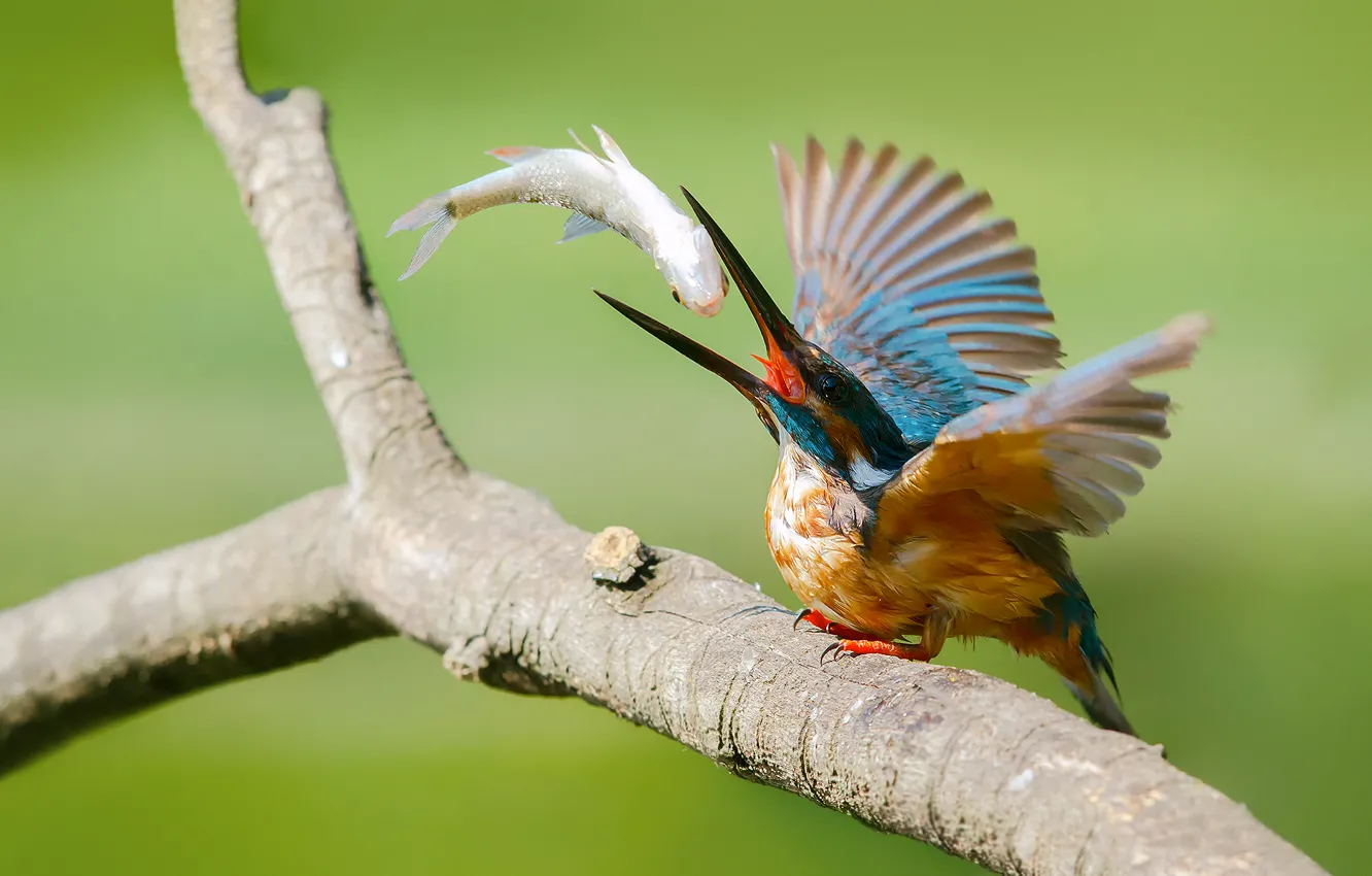 Photo wallpaper bird, fish, branch, kingfisher, alcedo atthis, common Kingfisher, catch