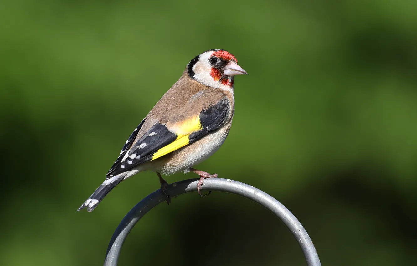 Photo wallpaper bird, bird, goldfinch