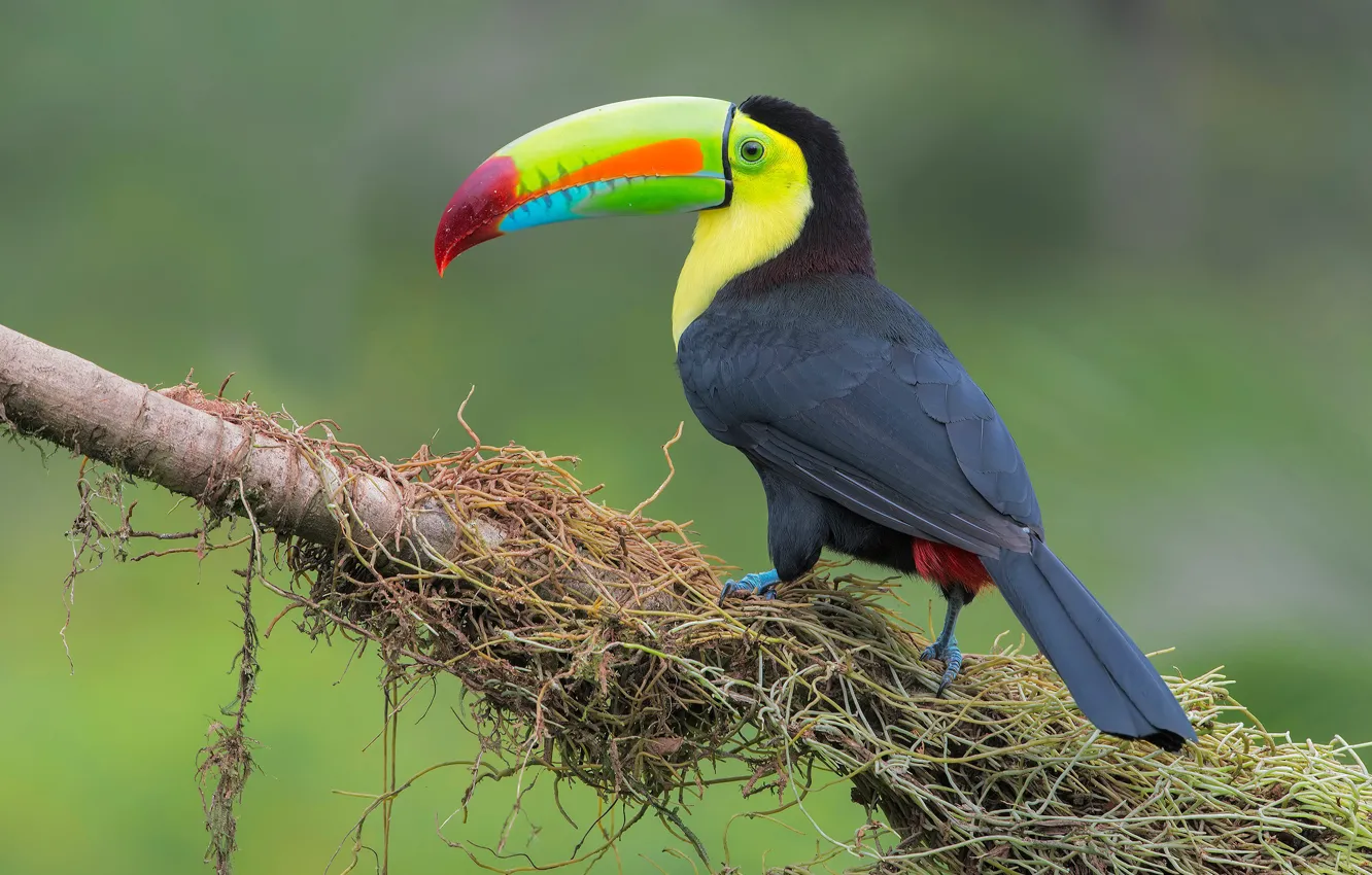 Photo wallpaper branches, background, Toucan, bright plumage, bird