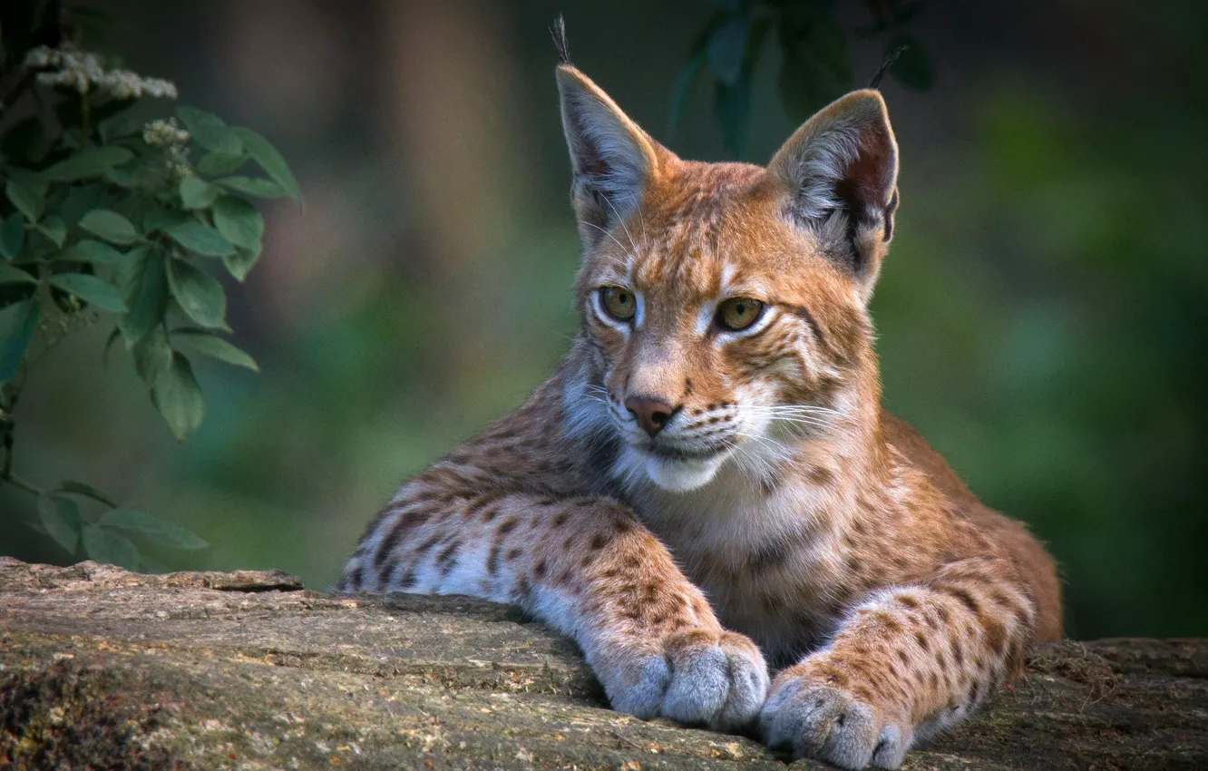 Photo wallpaper look, face, leaves, nature, pose, background, portrait, paws