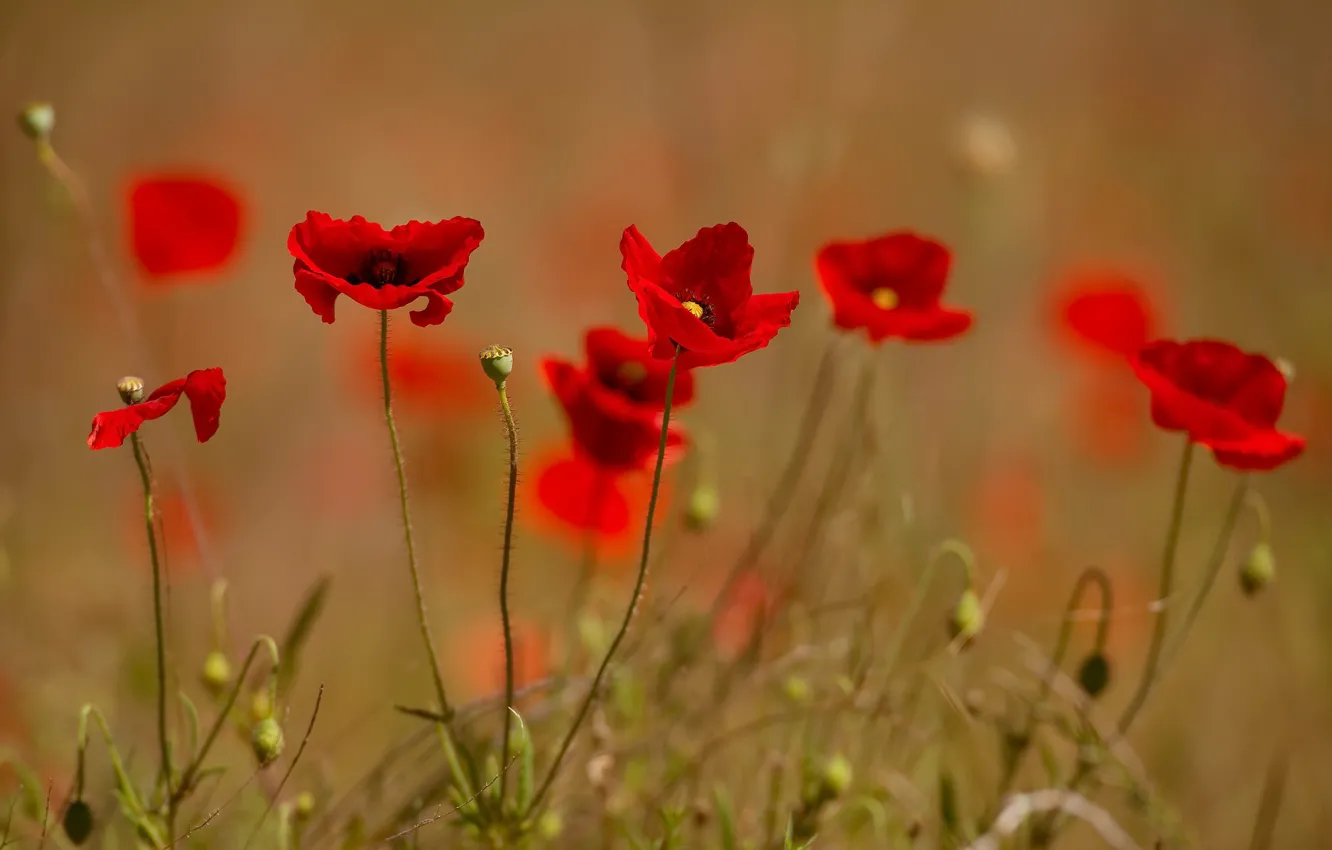 Photo wallpaper summer, flowers, Maki
