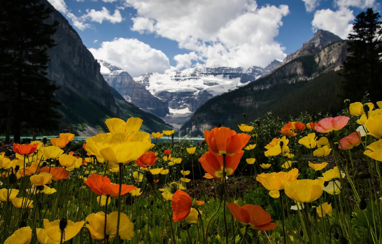 Photo wallpaper field, forest, clouds, flowers, mountains, Maki, poppy field