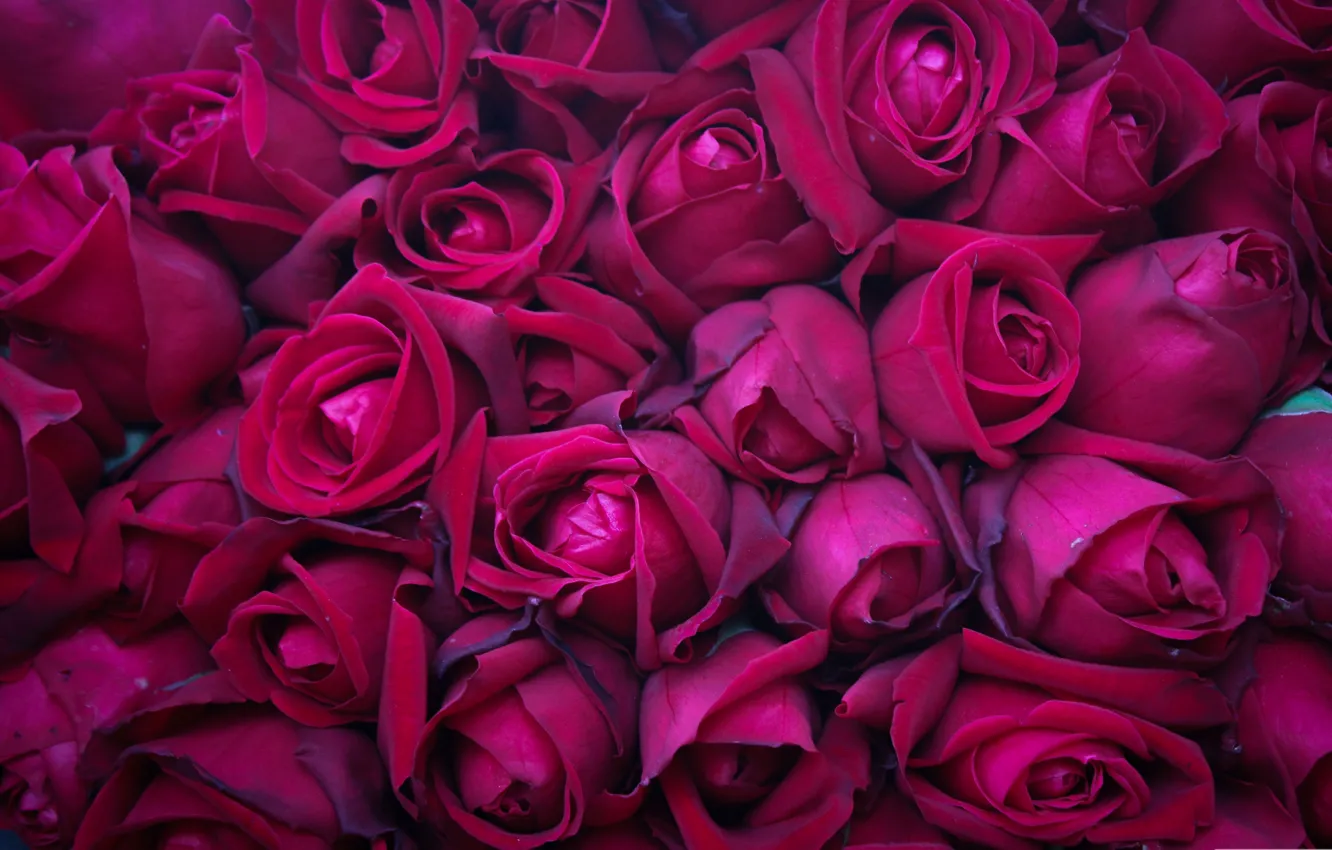 Photo wallpaper flowers, roses, petals, buds