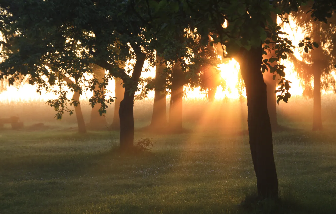 Photo wallpaper greens, forest, summer, grass, the sun, rays, light, trees