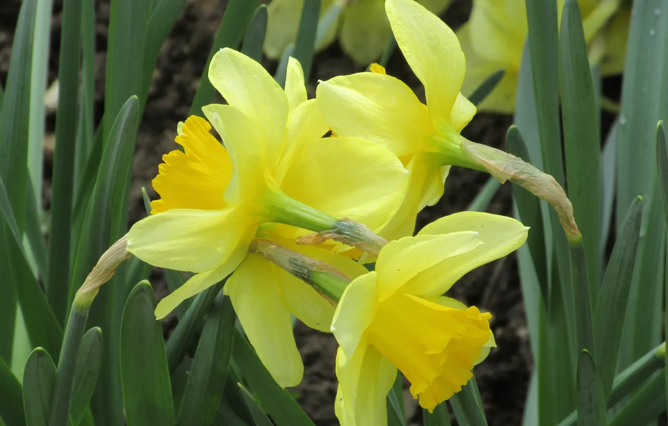 Photo wallpaper April, flowerbed, daffodils, spring 2018, Meduzanol ©