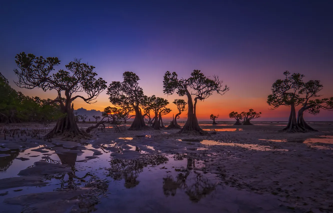 Photo wallpaper trees, the evening, tide, Indonesia, glow, Walakiri Beach
