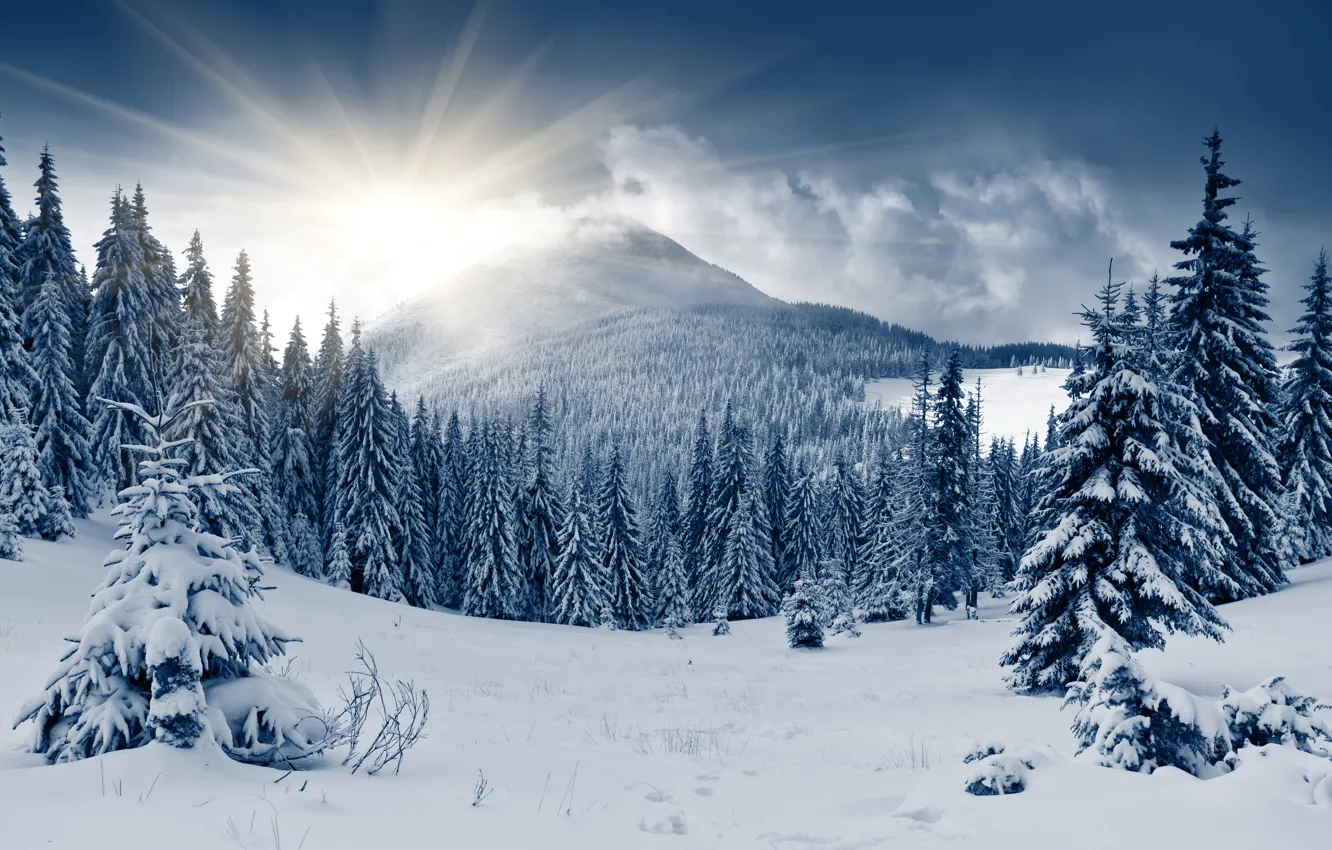 Photo wallpaper winter, forest, the sun, snow, hills, tree