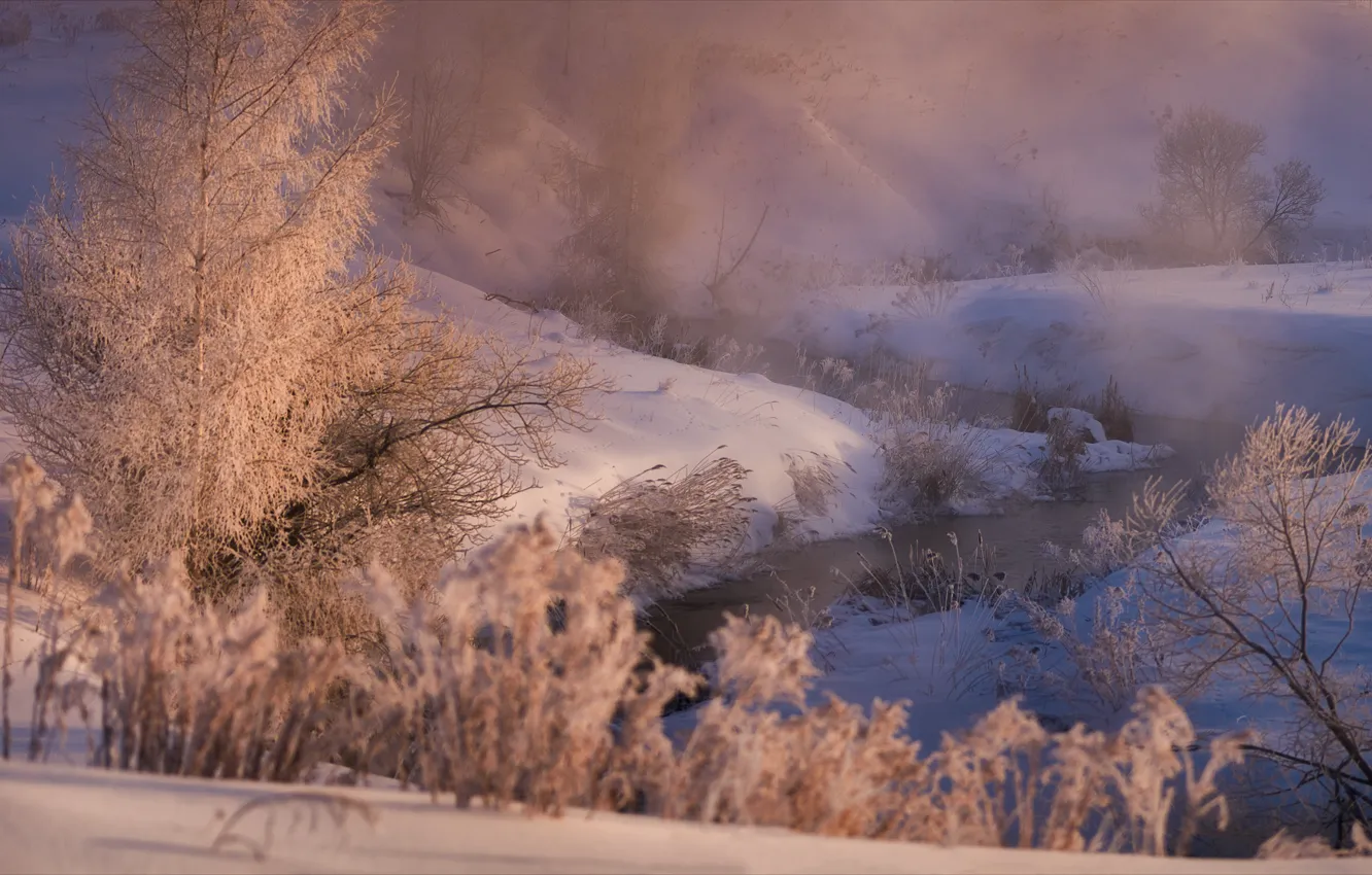 Photo wallpaper winter, snow, trees, landscape, nature, fog, dawn, frost