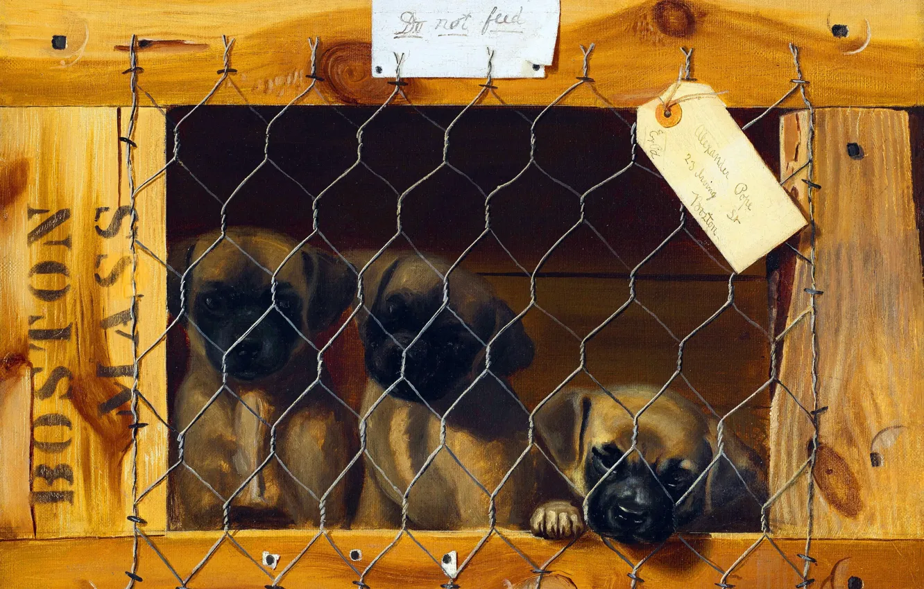 Photo wallpaper Puppies, Picture, Dogs, Three, Do not feed, Alexander Pope, Alexander Pope, American artist