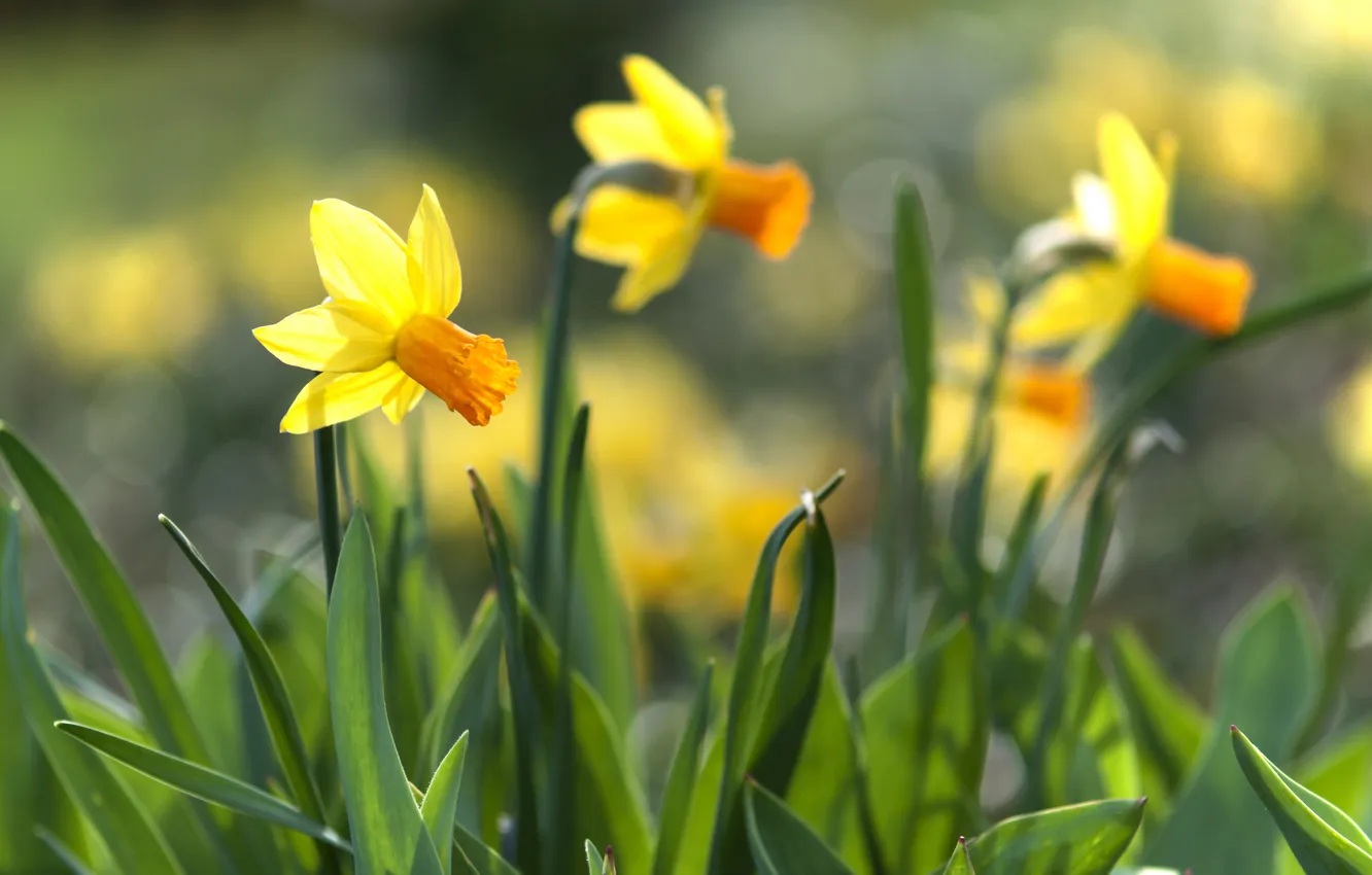 Photo wallpaper spring, petals, flowering, brightness, daffodils