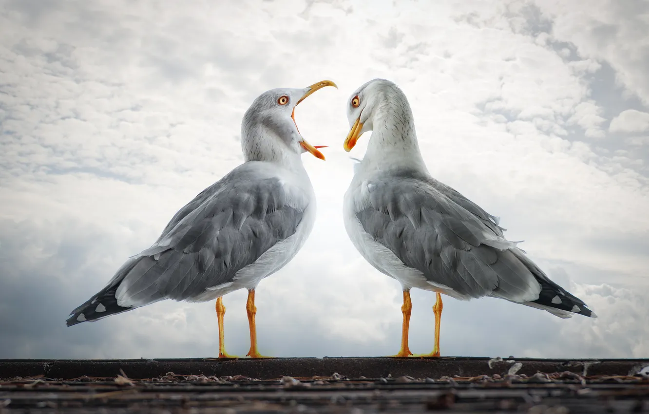 Photo wallpaper the sky, clouds, bird, seagulls