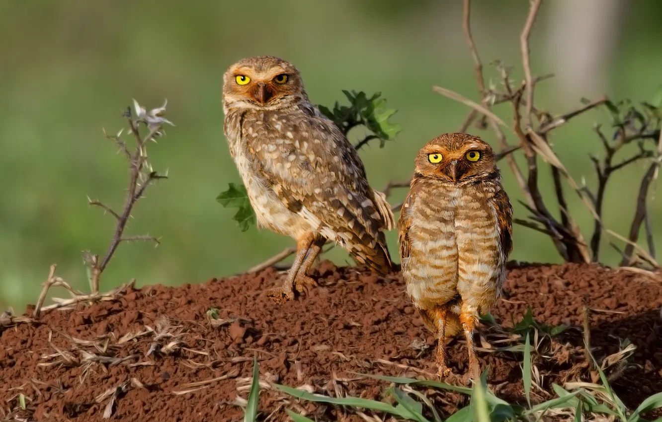 Photo wallpaper owl, bird, two, burrowing
