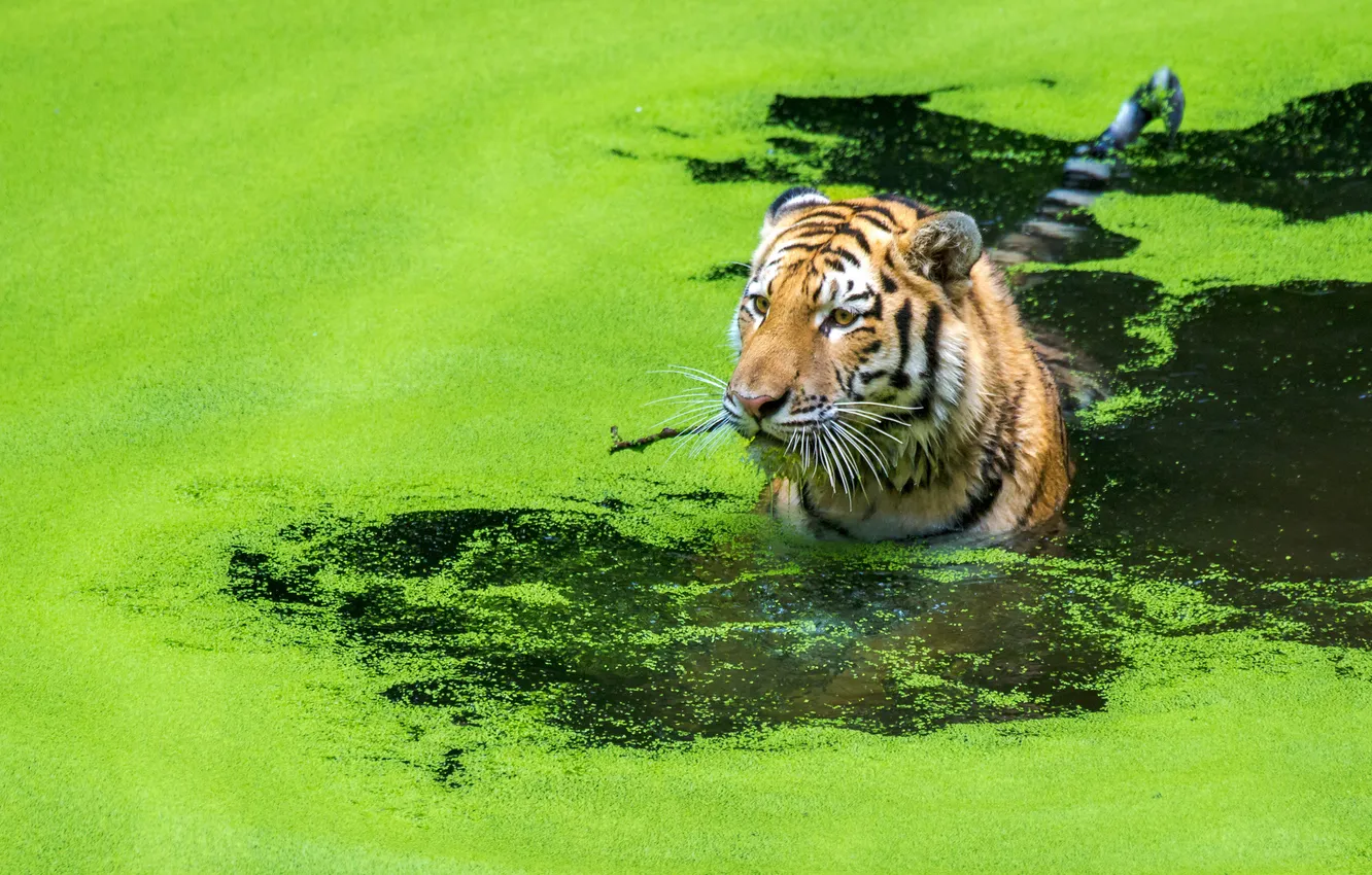 Photo wallpaper cat, water, tiger, hunting