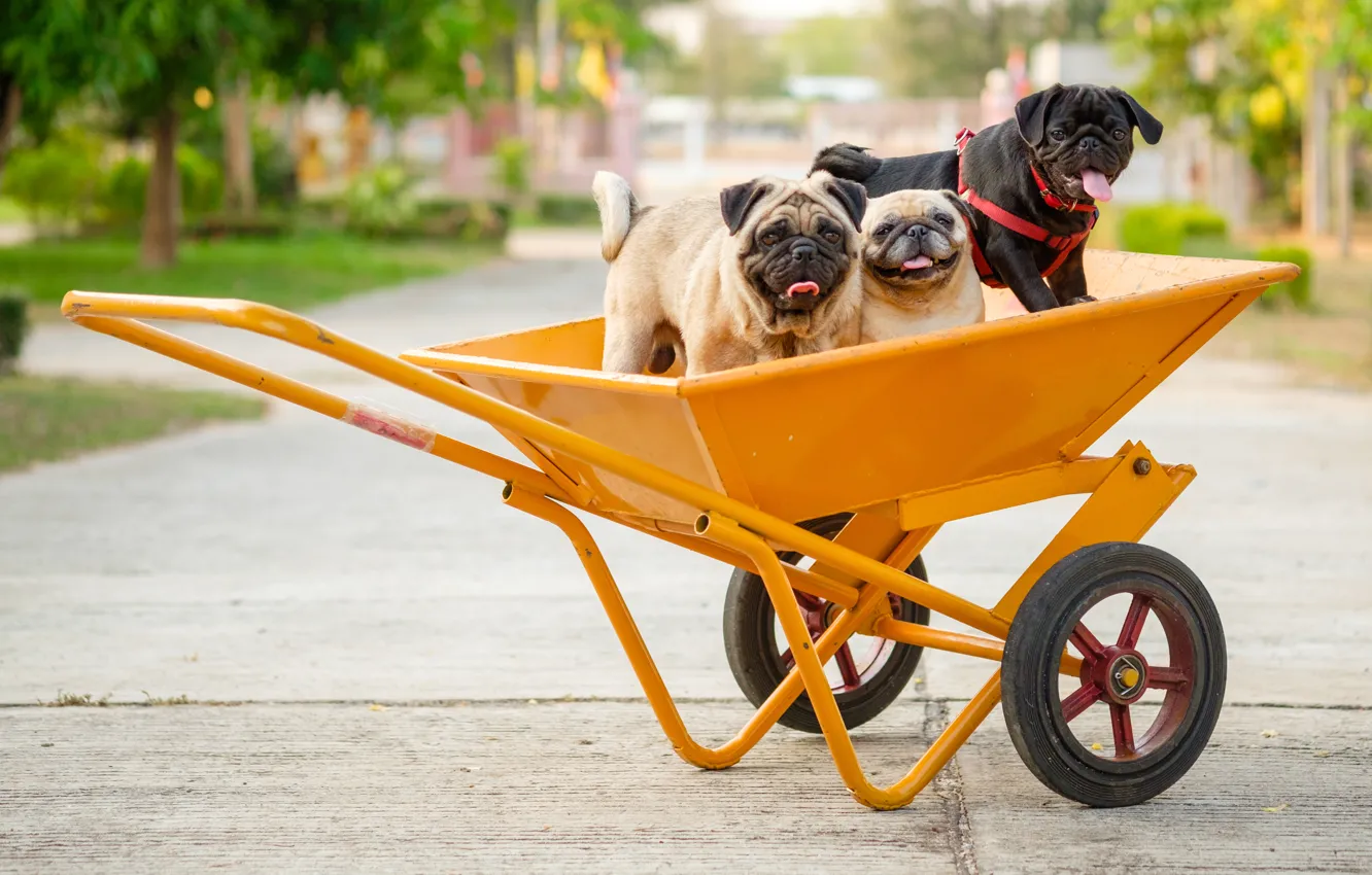 Photo wallpaper dogs, wheel, wheelbarrow