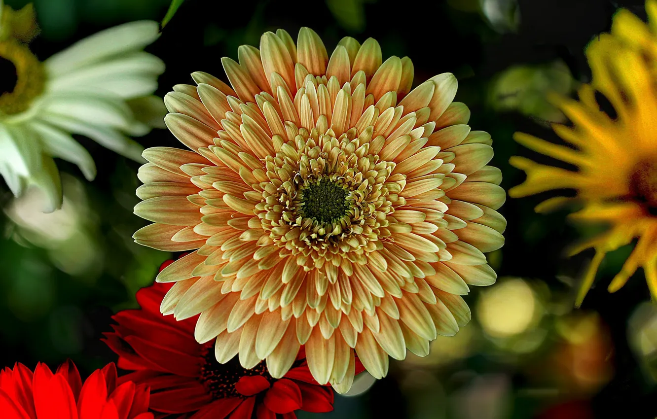 Photo wallpaper macro, gerbera, bokeh