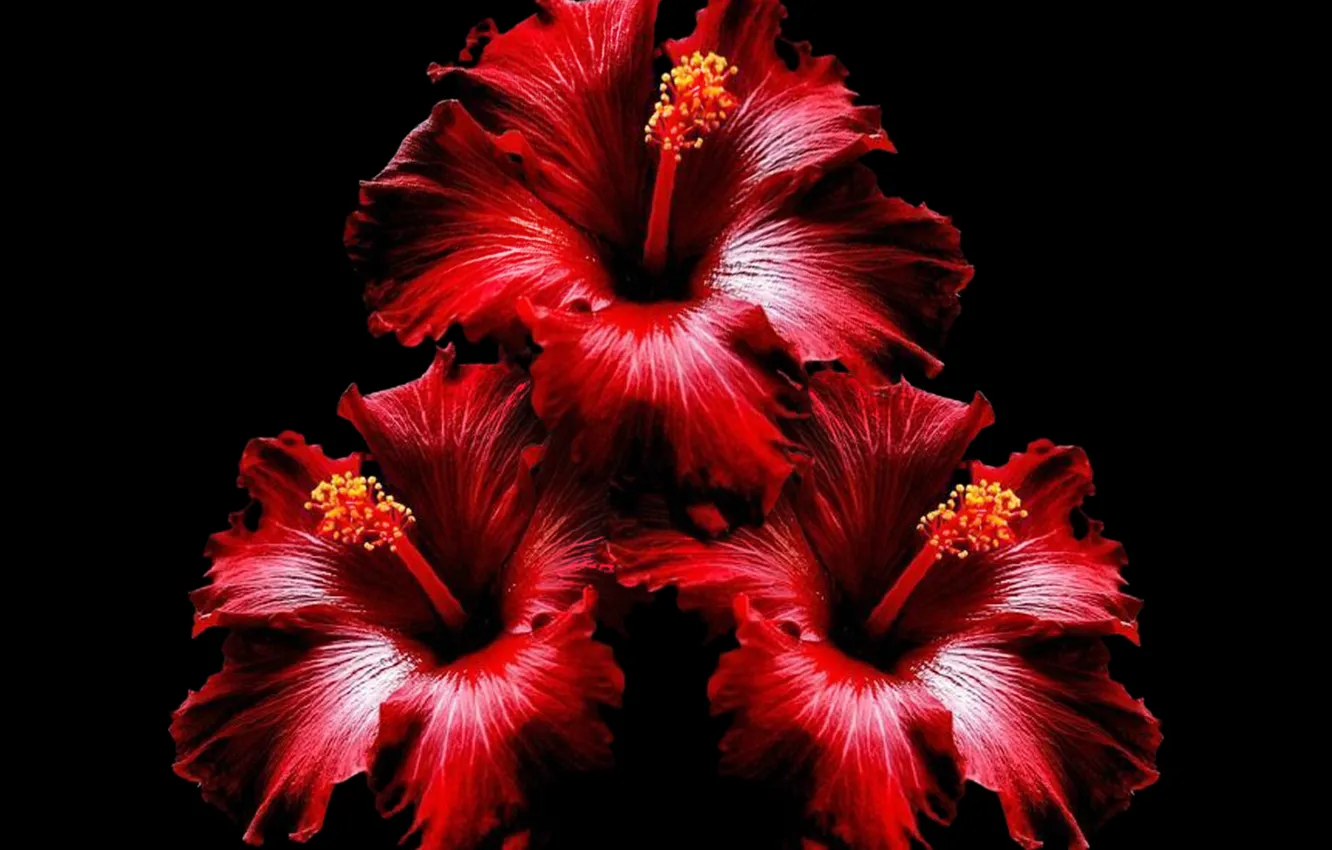 Photo wallpaper flower, bunch, Hibiscus, bouquette